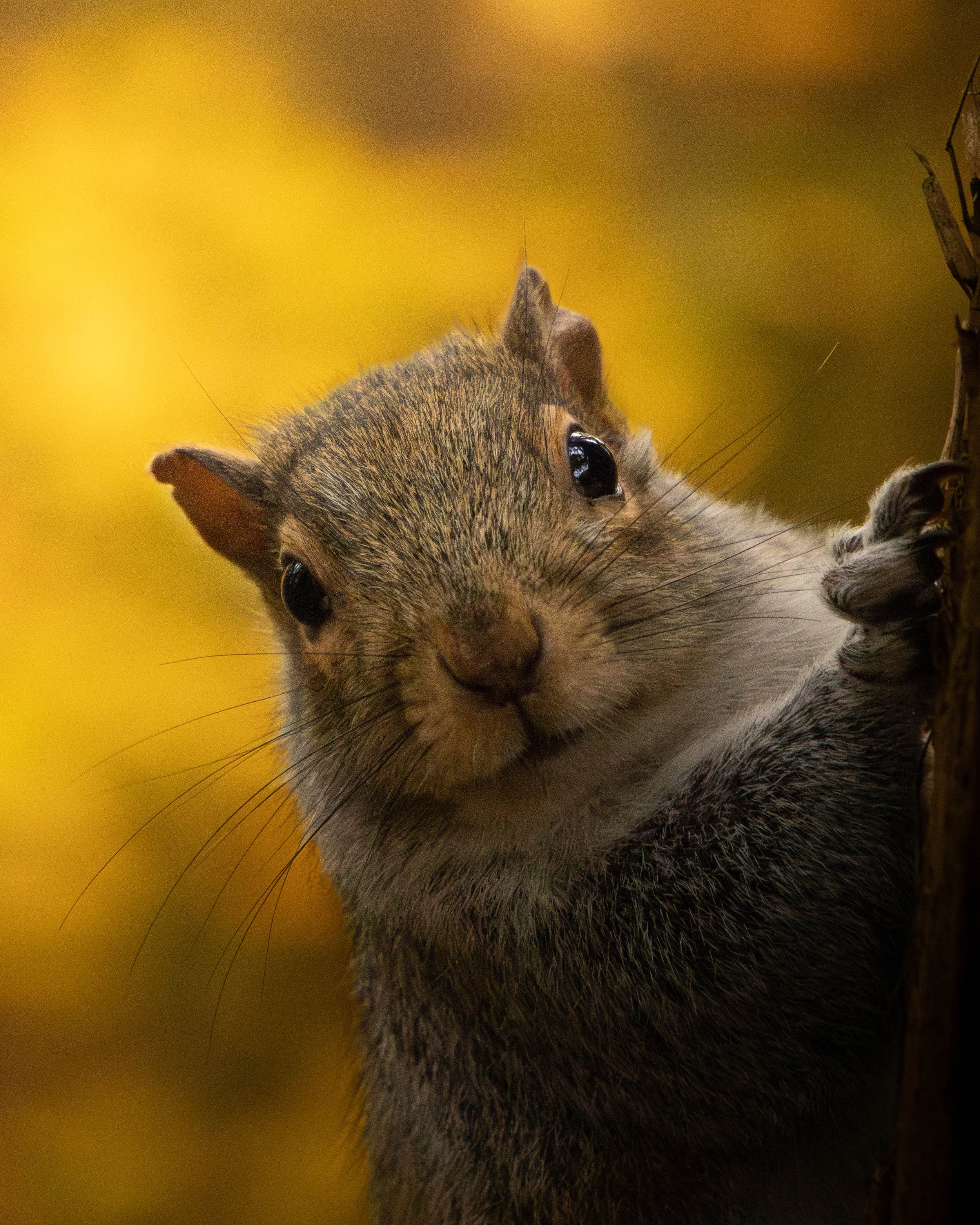 Close-up of a squirrel holding onto a tree trunk with a blurred yellow background.