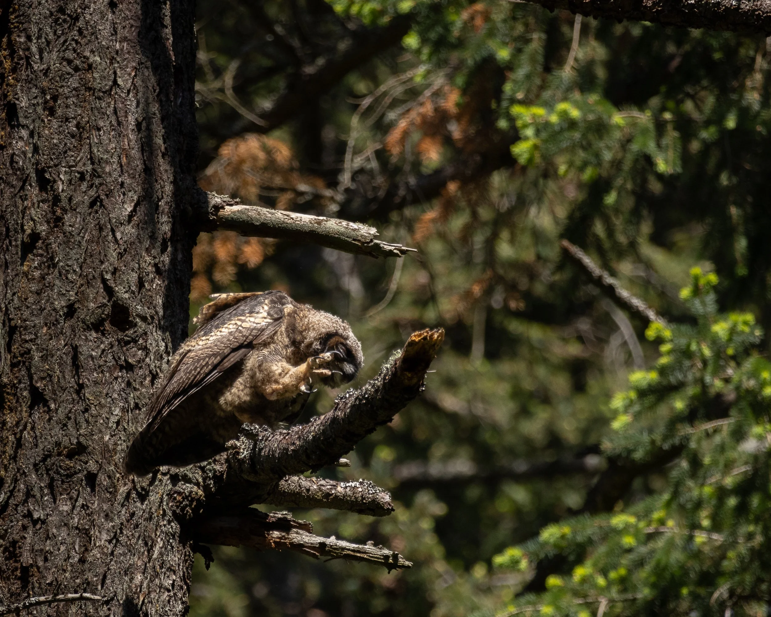 A close-up of a great horned owlet, surrounded by dense green foliage and branches in the background.
