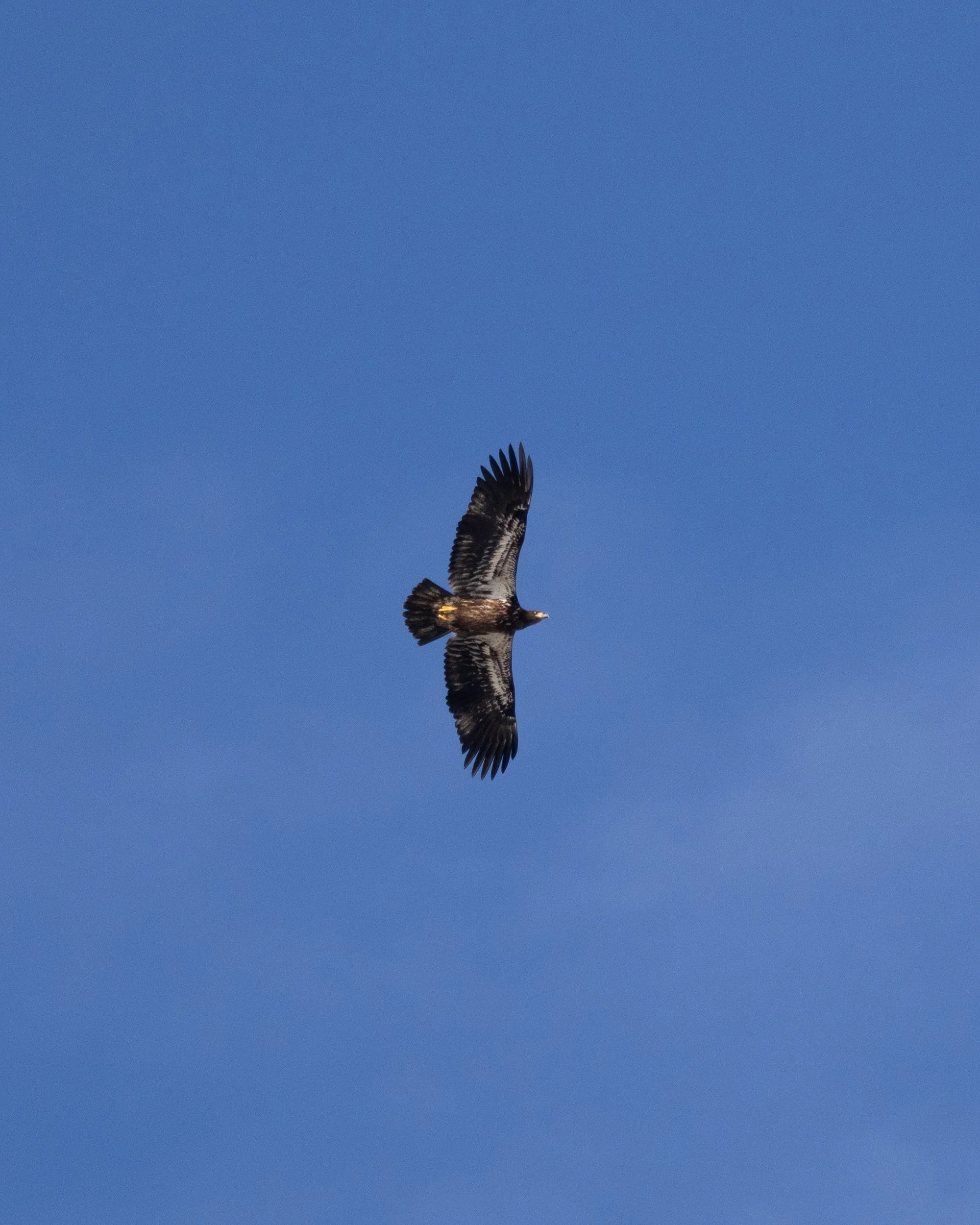 A juvenile bald eagle soaring in the sky with its wings spread wide.