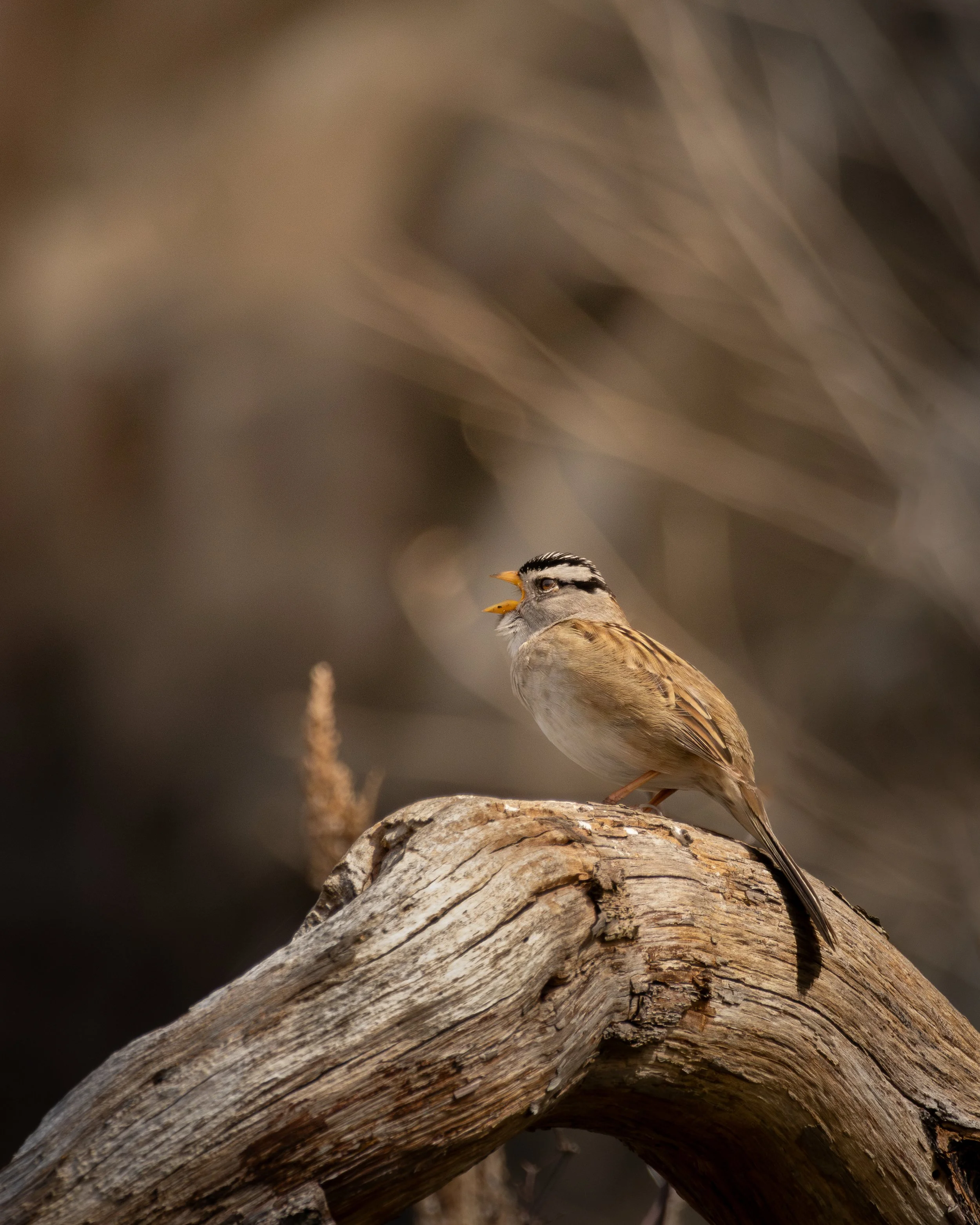 A side view of a white crowned sparrow perched on a branch singing.