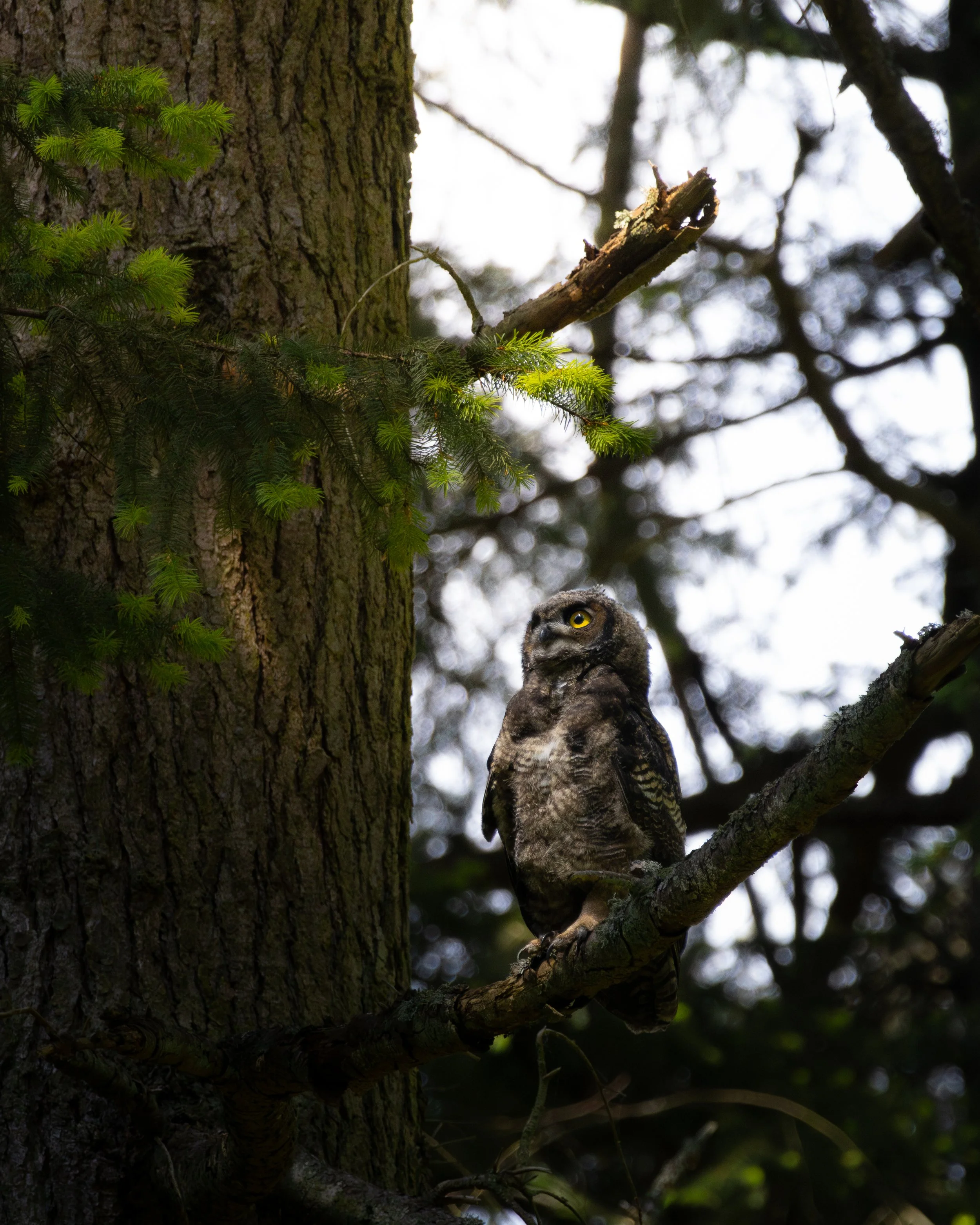 A close-up of a tree branch with a great horned owlet perched on it, surrounded by the tree's trunk and green foliage in the background.