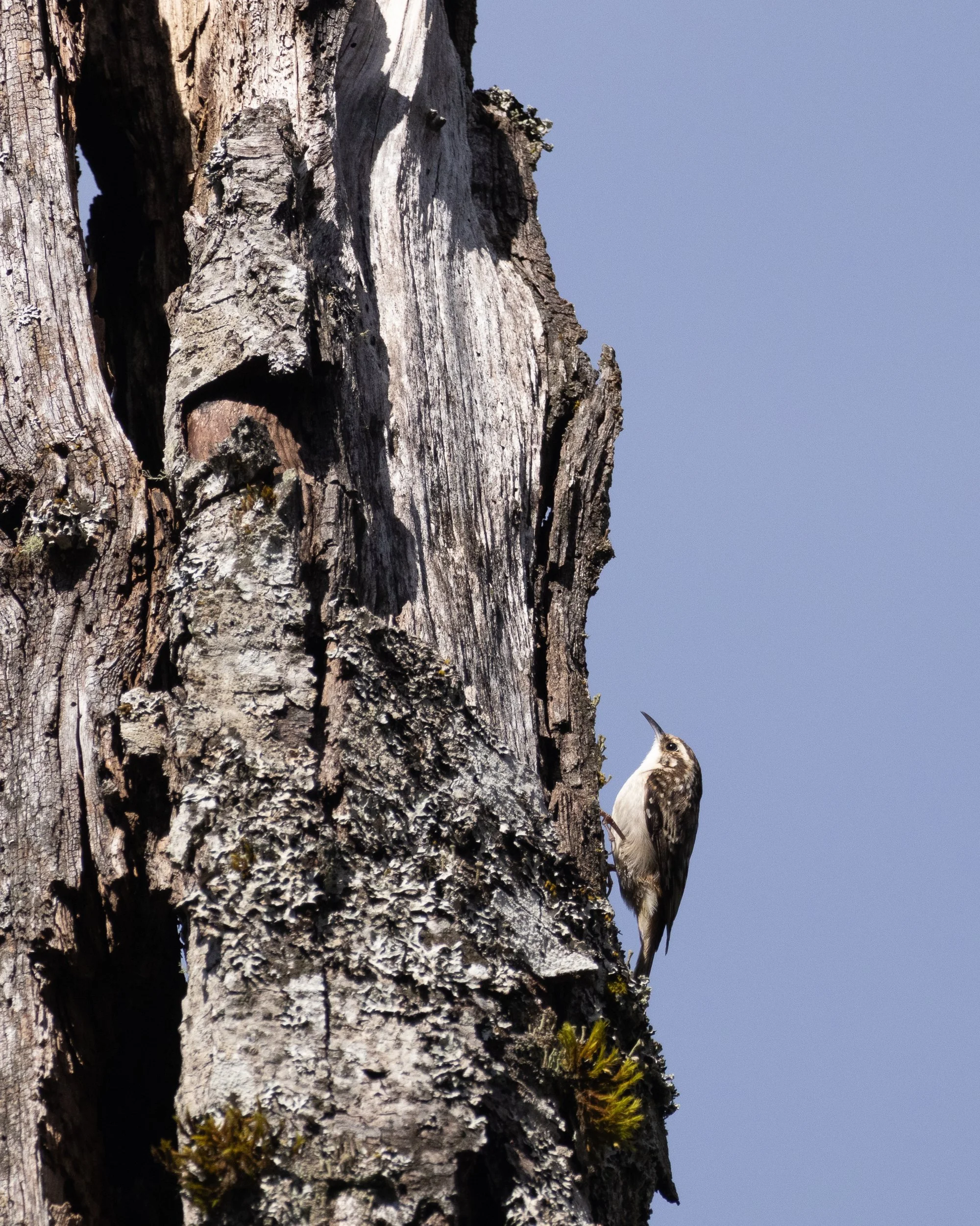 A brown creeper perched on the side of a tall, rugged tree trunk with rough bark and some patches of moss, against a clear blue sky.