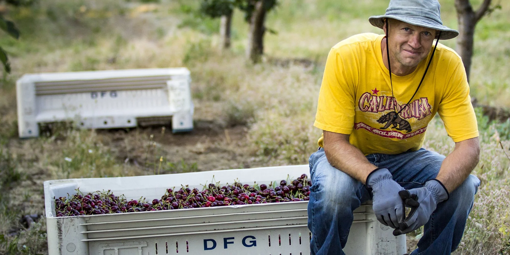 evans fruit 6 phil on cherries.jpg