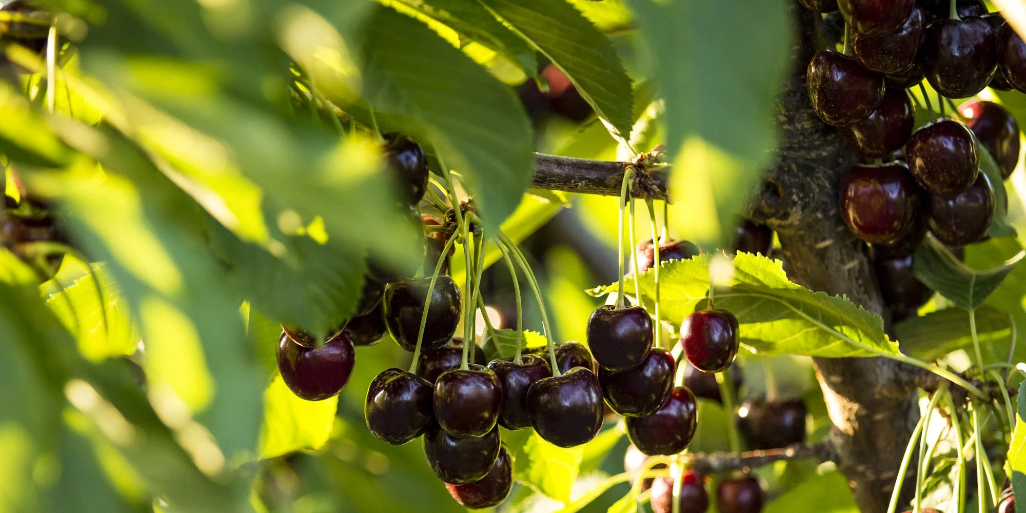 Close-up of cherry tree branches with dark red cherries hanging among green leaves, sunlight filtering through foliage. A basket of fresh sweet cherries at Evans Fruit Company, a popular stop on the Hood River Fruit Loop for family activities.