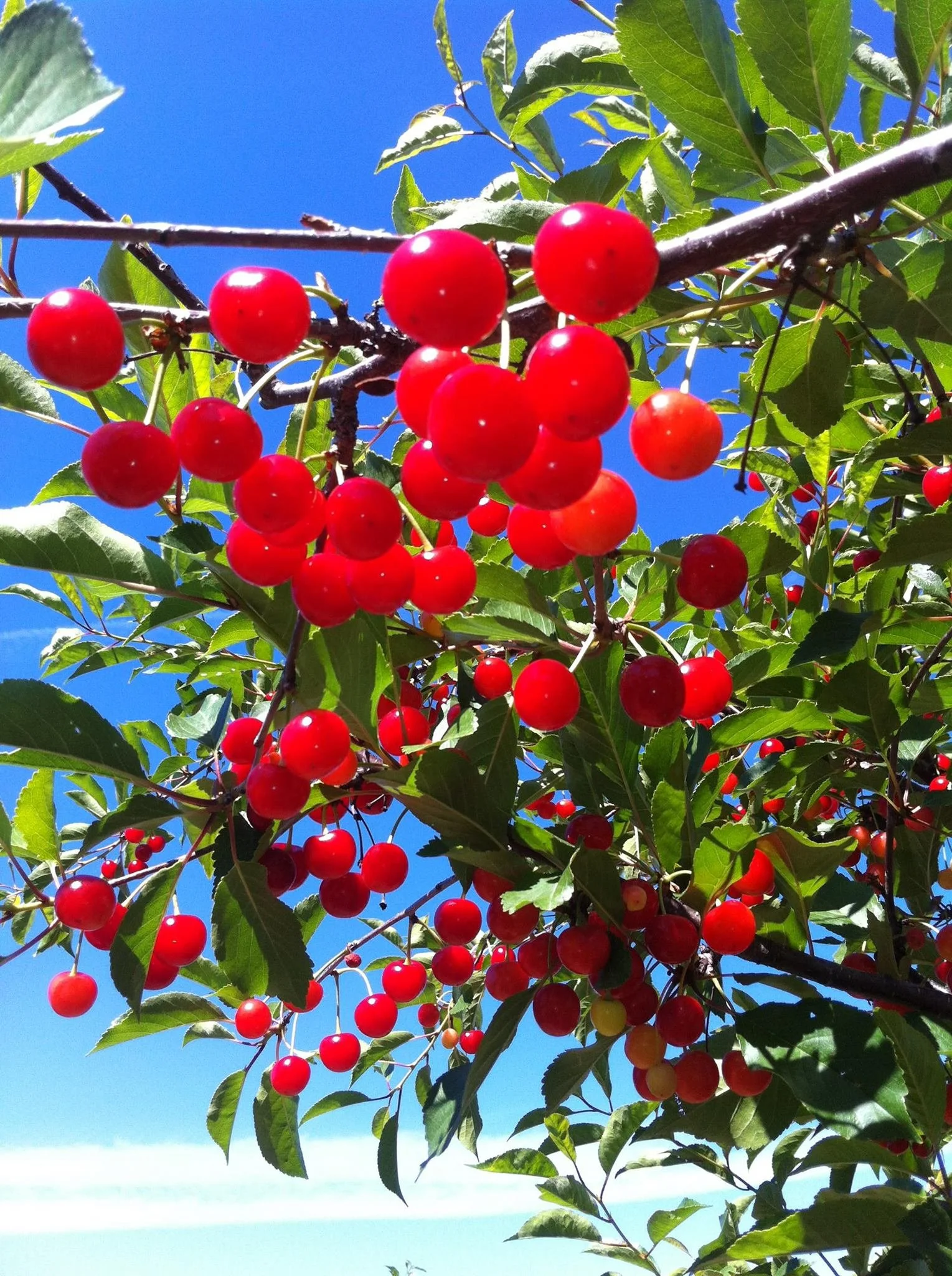 evans fruit cherries red.jpg