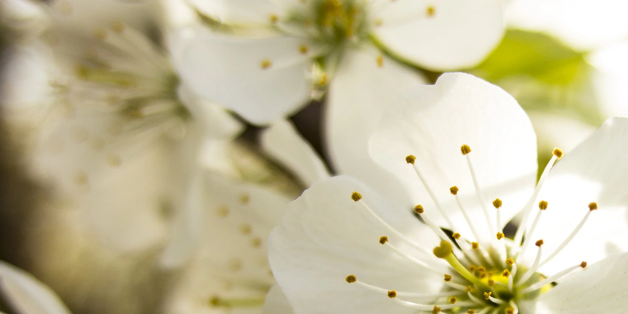 evans fruit 2 flower.jpg