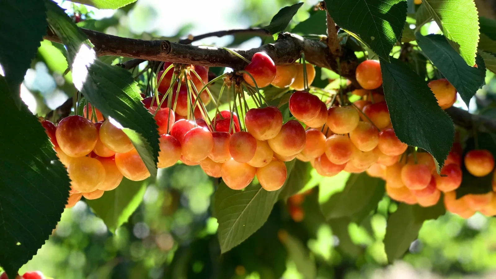 Rainier-cherry-branch.webp