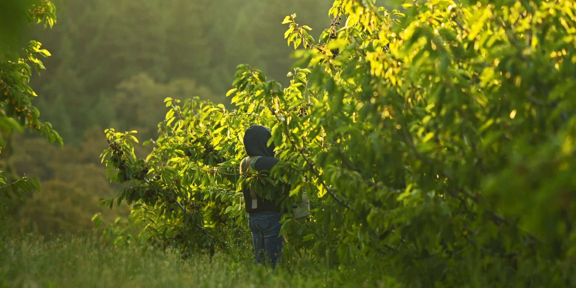 Person in a hoodie picking berries in a lush green orchard during sunlight.