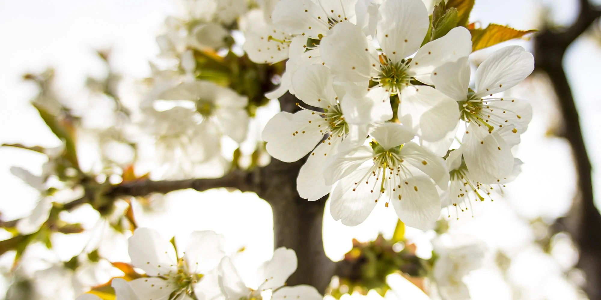 Close-up of white blossoms on a tree branch with sunlight background.