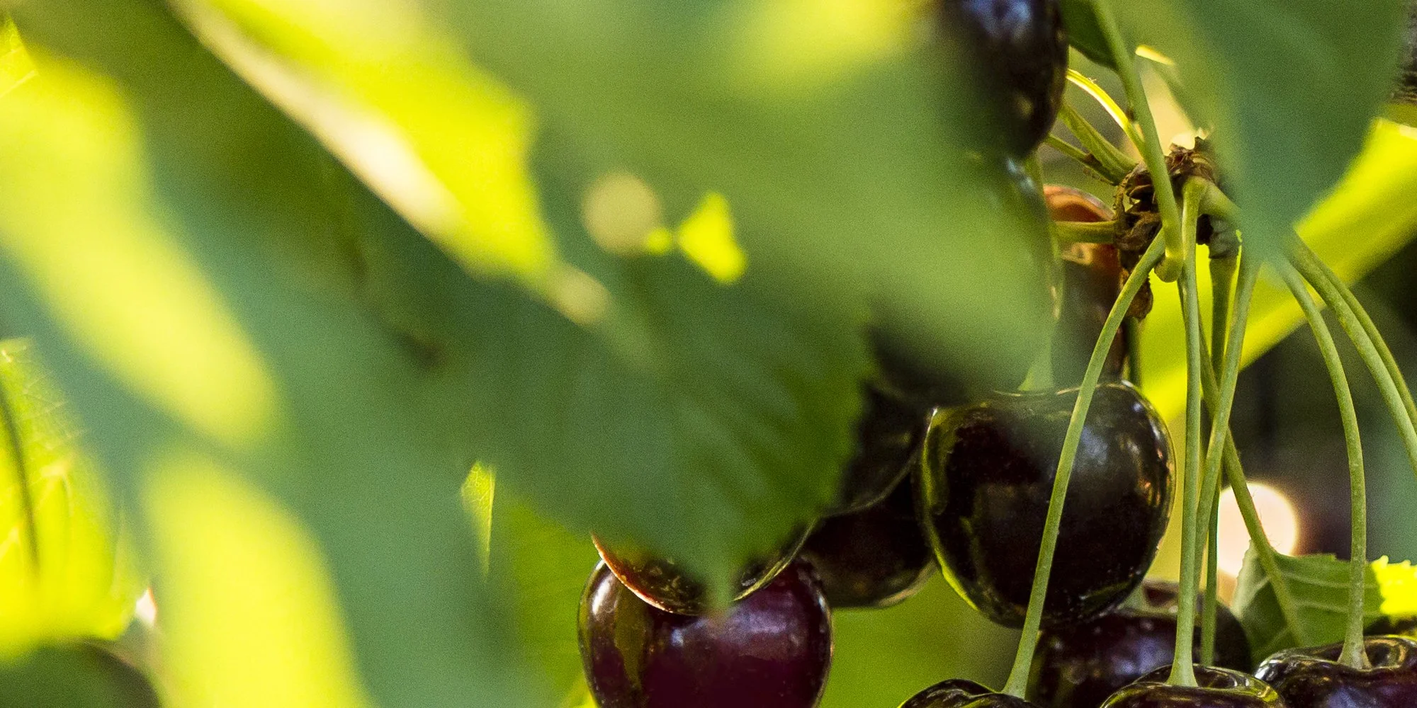 evans fruit 5 cherries.jpg