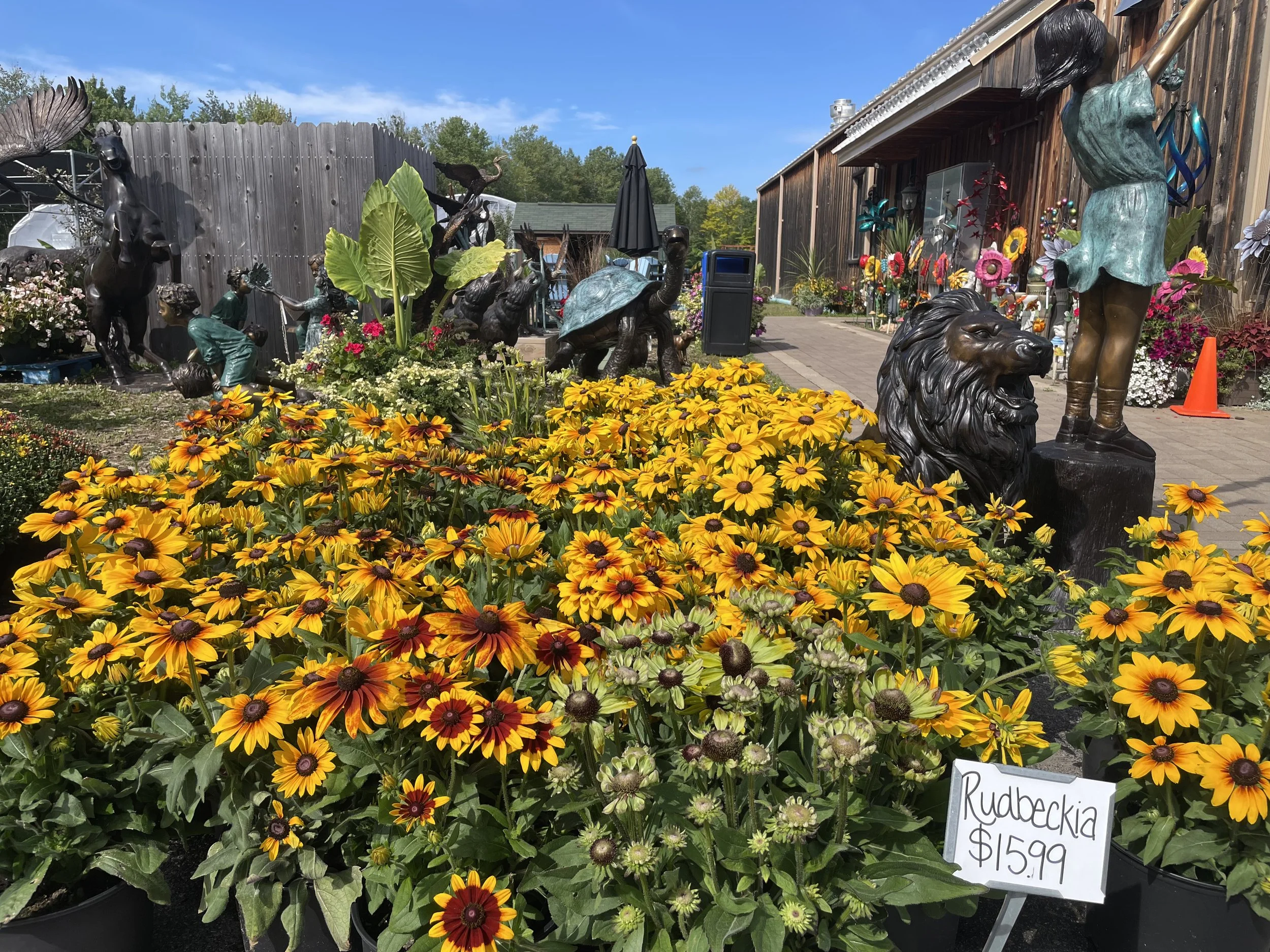 Rudbeckia Flowers