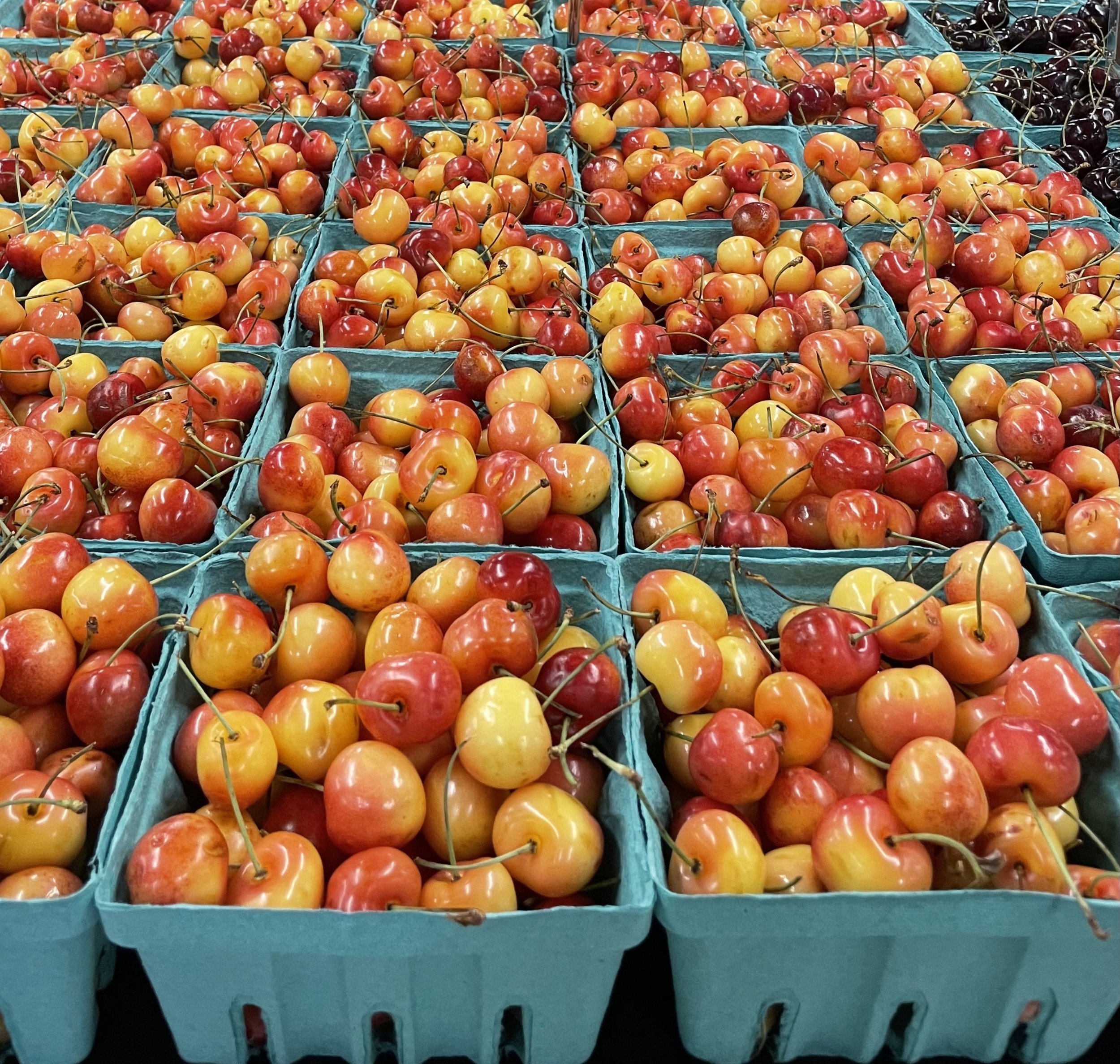 Rainier Cherries