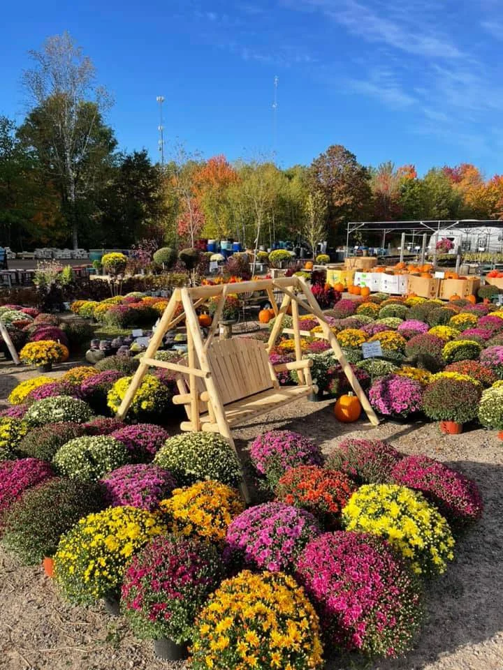 Fall Mums