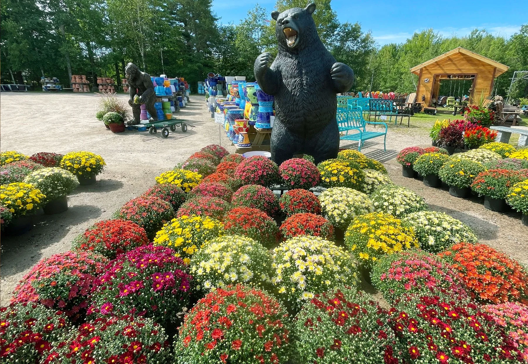 Outdoor display of flower pots with chrysanthemums in various colors, including yellow, white, pink, red, and orange, with a large black bear statue in the center and a smaller bear statue in the background, surrounded by trees and outdoor furniture.
