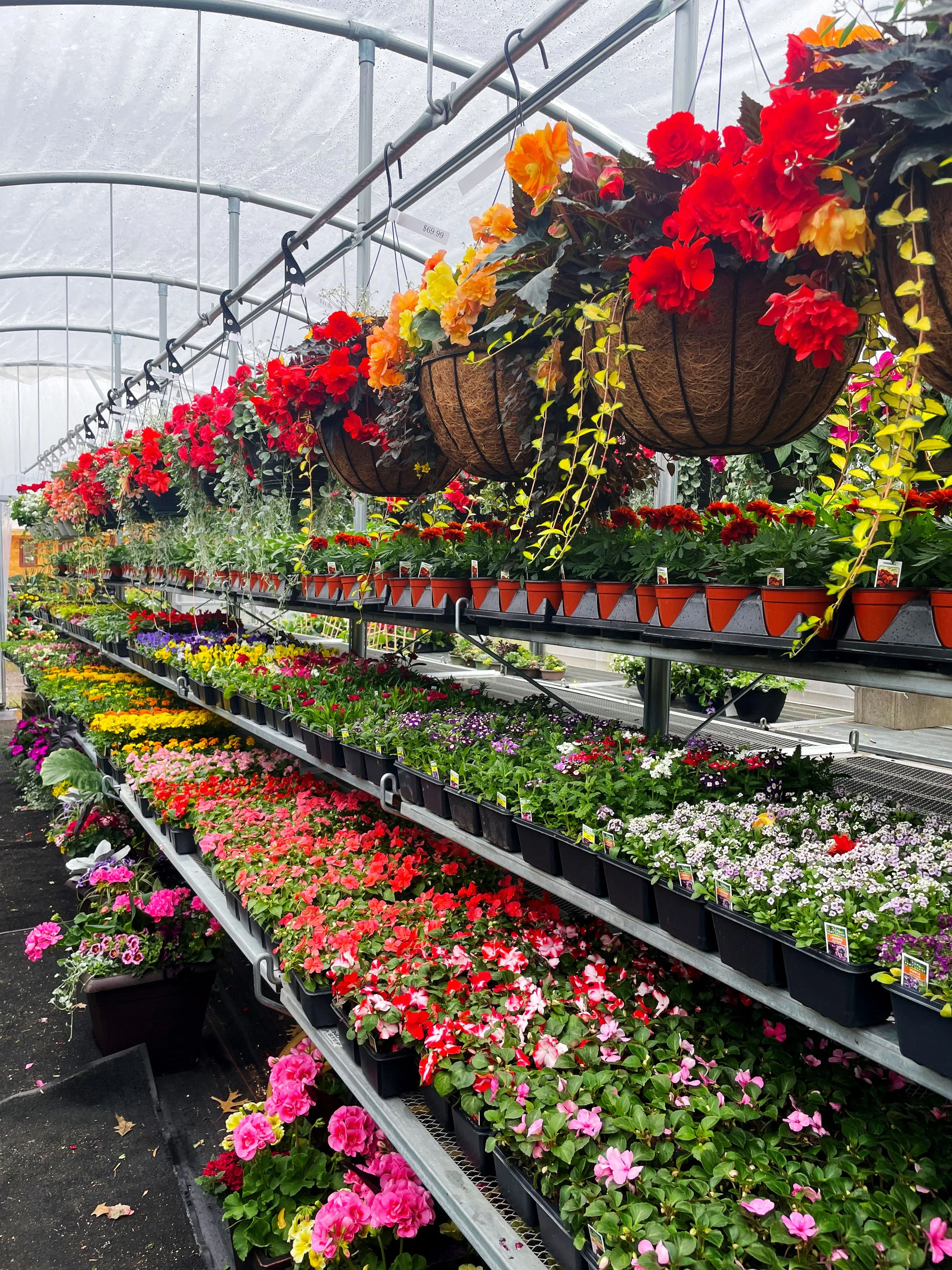 Rows of colorful flowering plants in a greenhouse, including hanging baskets with red, orange, and yellow flowers and trays of various small potted flowers on metal shelves.