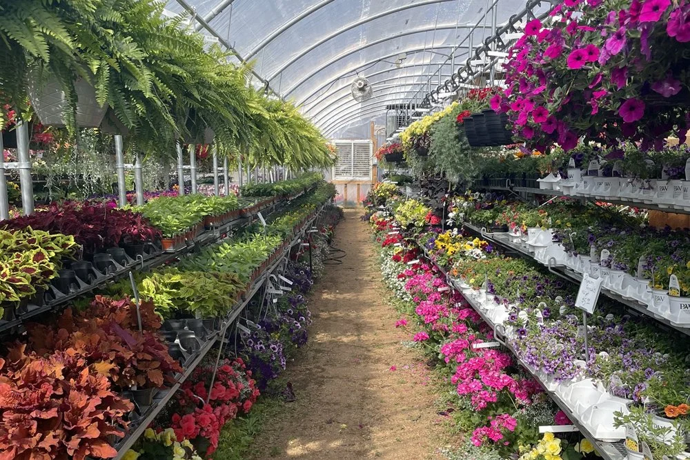 Rows of colorful flowering plants and greenery inside a greenhouse.