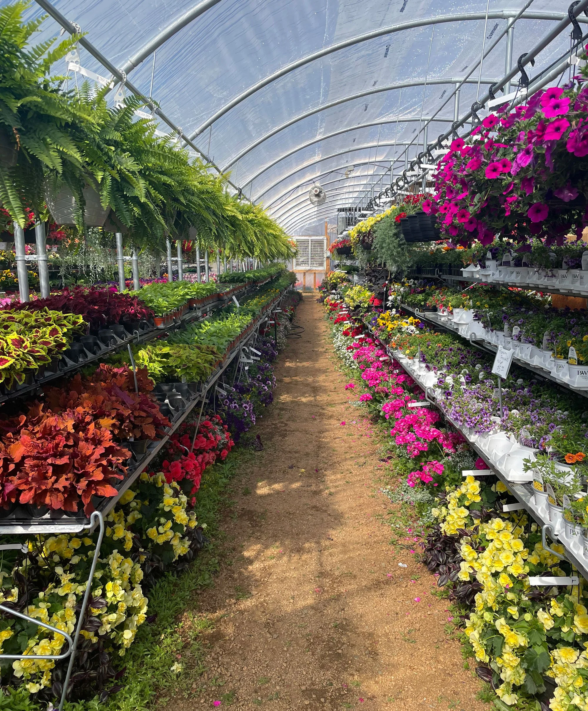Inside a greenhouse with shelves of colorful flowering plants on both sides and a dirt path in the middle.
