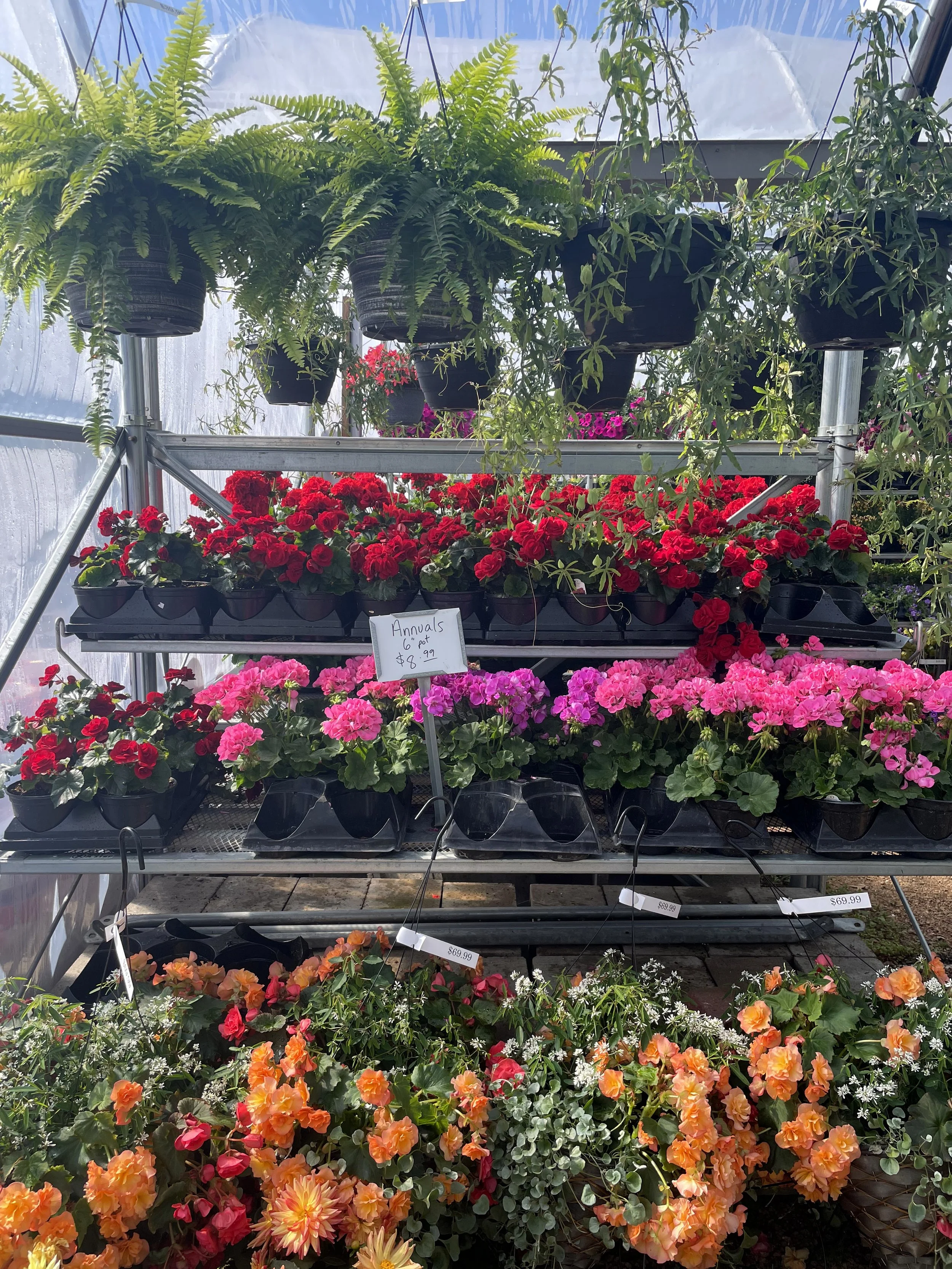 Geraniums 