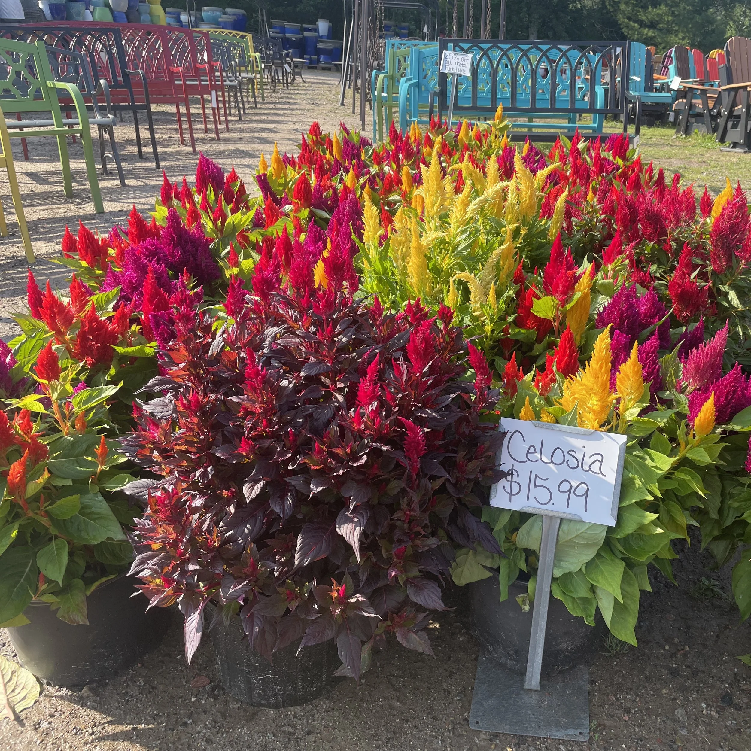 Celosia Flowers