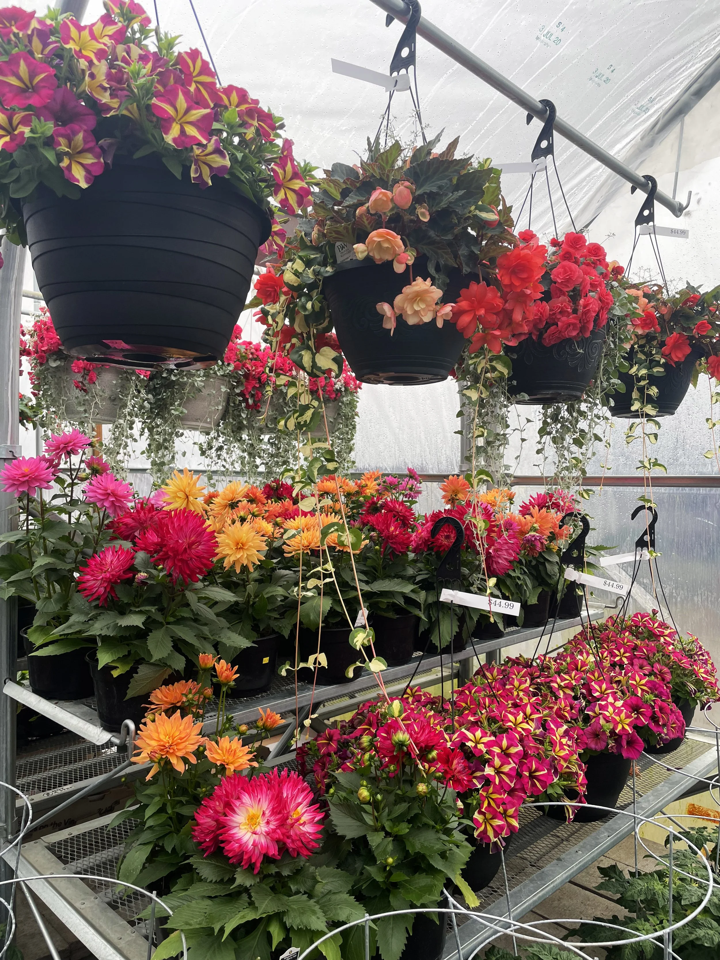 Begonias & Dahlias