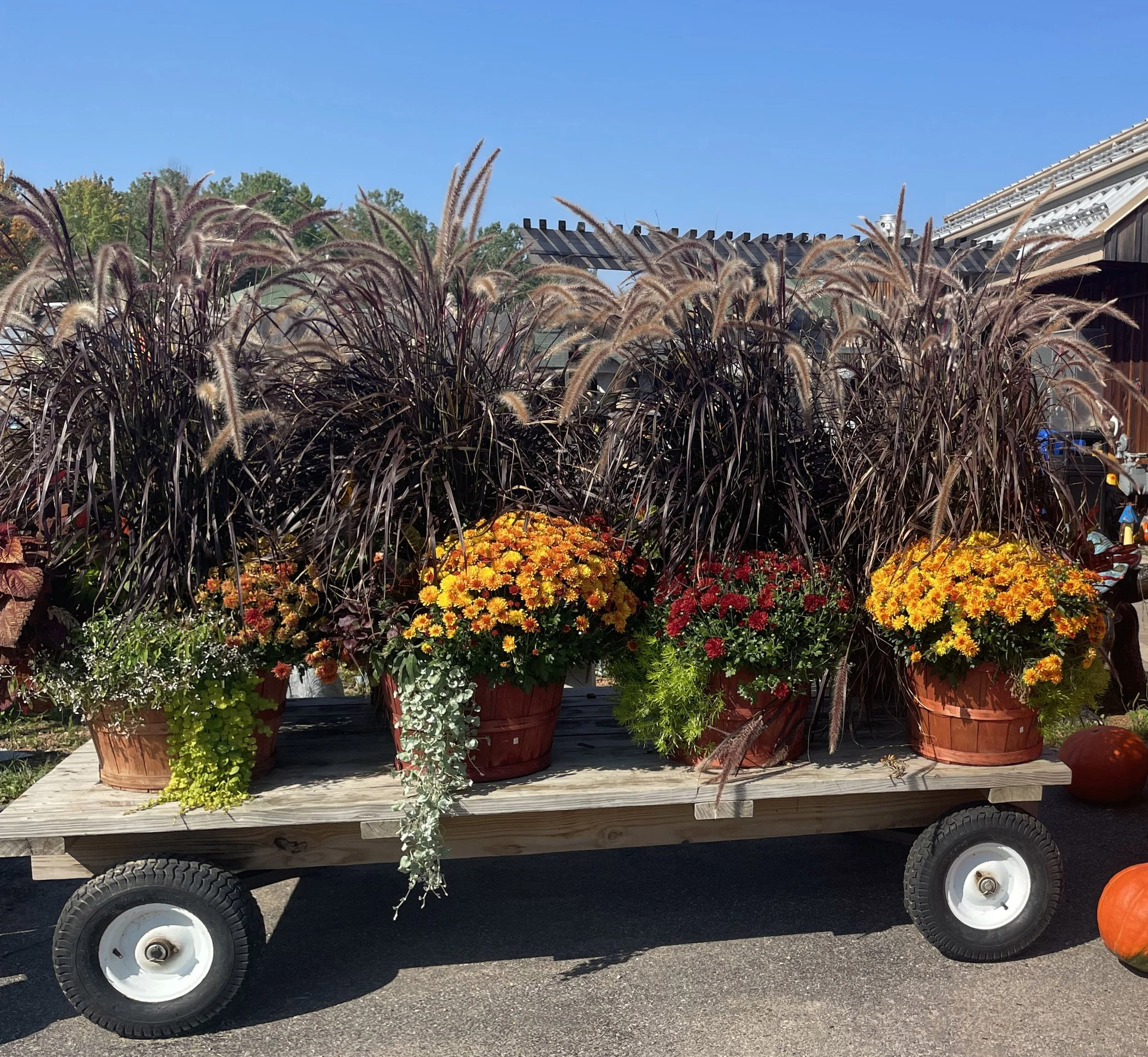 Mixed baskets of mums and fall grasses on a wagon.
