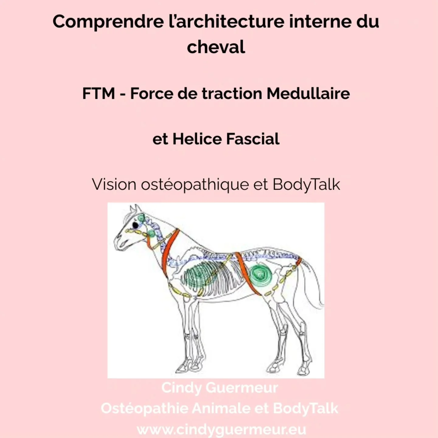 ✨&nbsp;Tensegrit&eacute; &amp; traction m&eacute;dullaire : la magie des fascias chez le cheval&nbsp;✨

Chez le cheval, tout est question d&rsquo;&eacute;quilibre. Son corps fonctionne comme une&nbsp;structure de tens&eacute;grit&eacute;&nbsp;: un sy