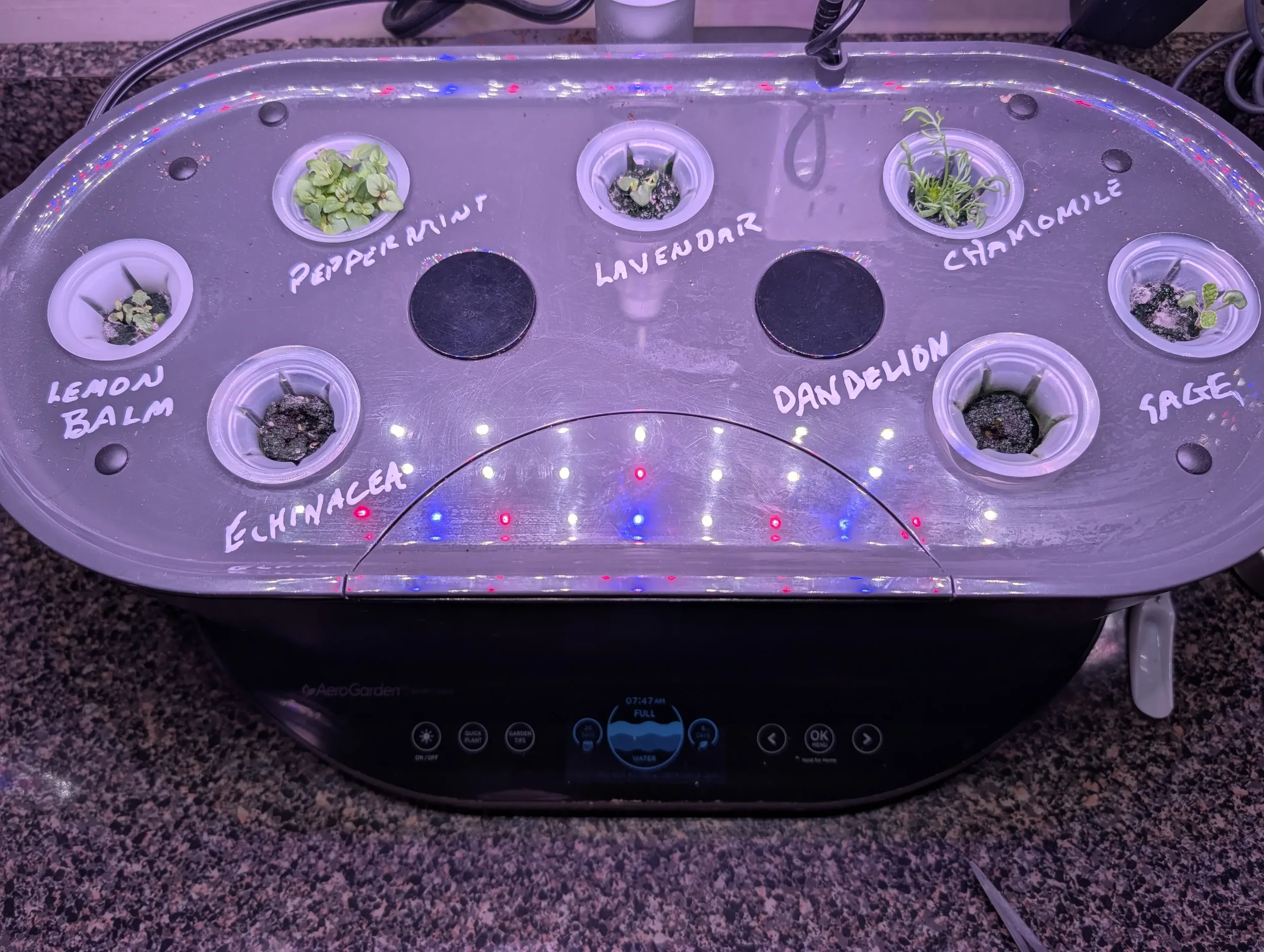 A heating tray with six small pots containing different herbs, each labeled with handwritten names: Lemongrass, Peppermint, Lavender, Chamomile, Echinacea, Dandelion, and Sage, placed on a countertop.