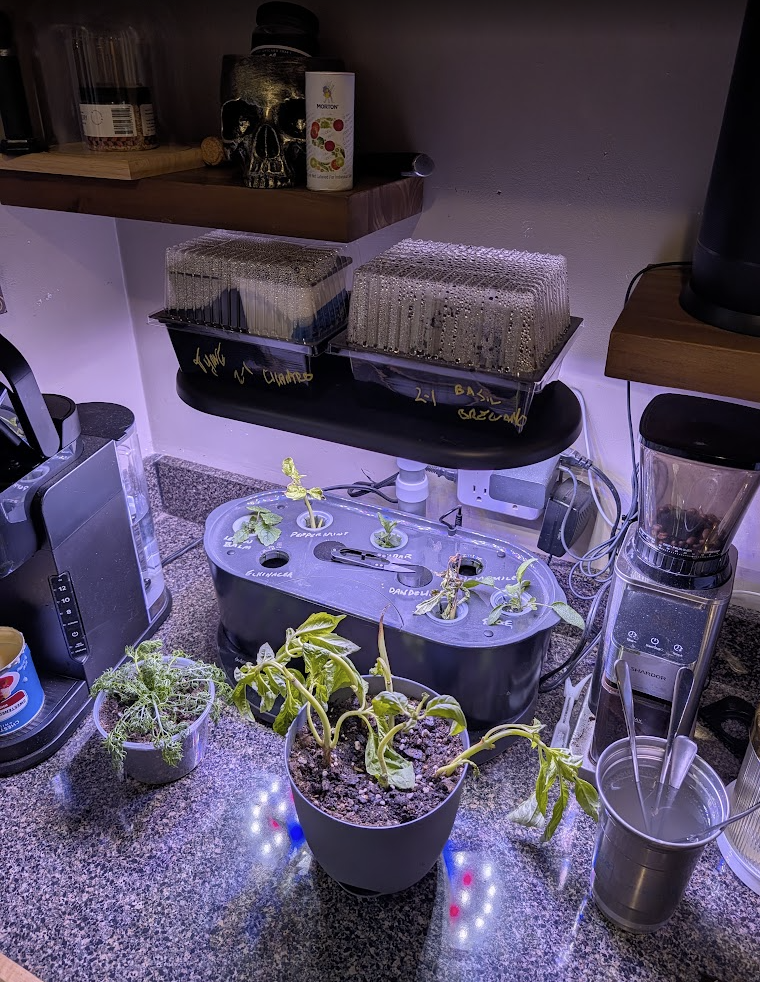 Indoor gardening setup with potted plants, seedling trays, a plant germination incubator, kitchen appliances, and kitchen shelves.