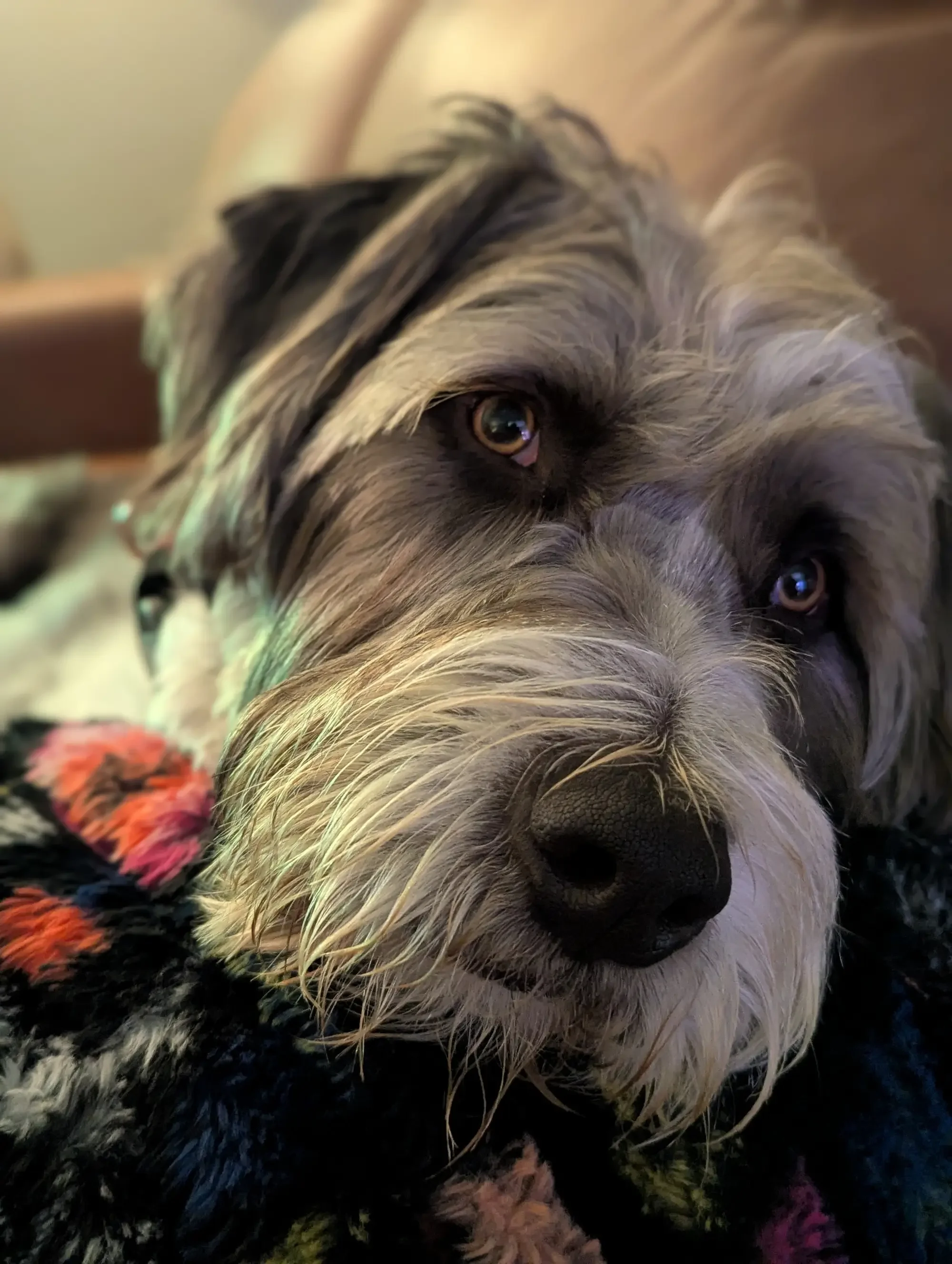 Frank's the star of this whole story. Frank's favorite toy is my nose. Frank's idea of romance is a ten hour game of fetch. Frank's convinced he's the boss— he's right. Frank knows Annaka loves him more than life. So do I. So does every stranger