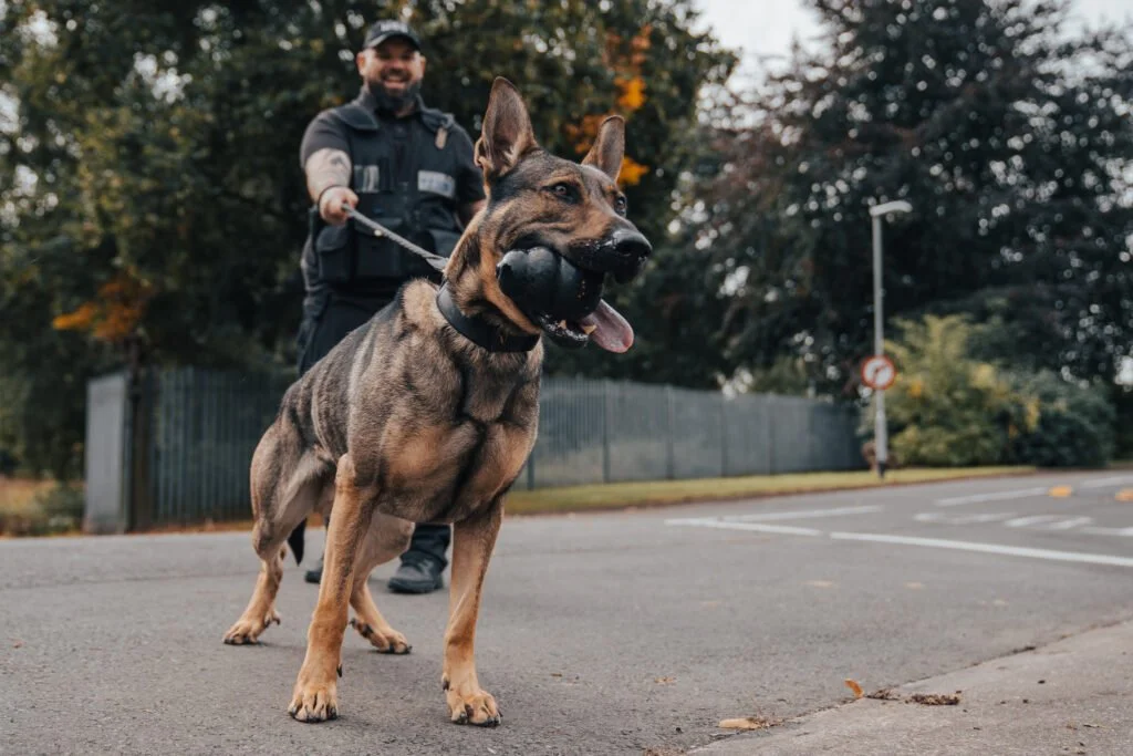 Police officer holding a German Shepherd dog on a leash during daytime in an outdoor setting with trees and a street.
