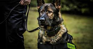 Police dog wearing a harness with a 'Secur' label, standing outdoors on grass, with a person holding its leash.
