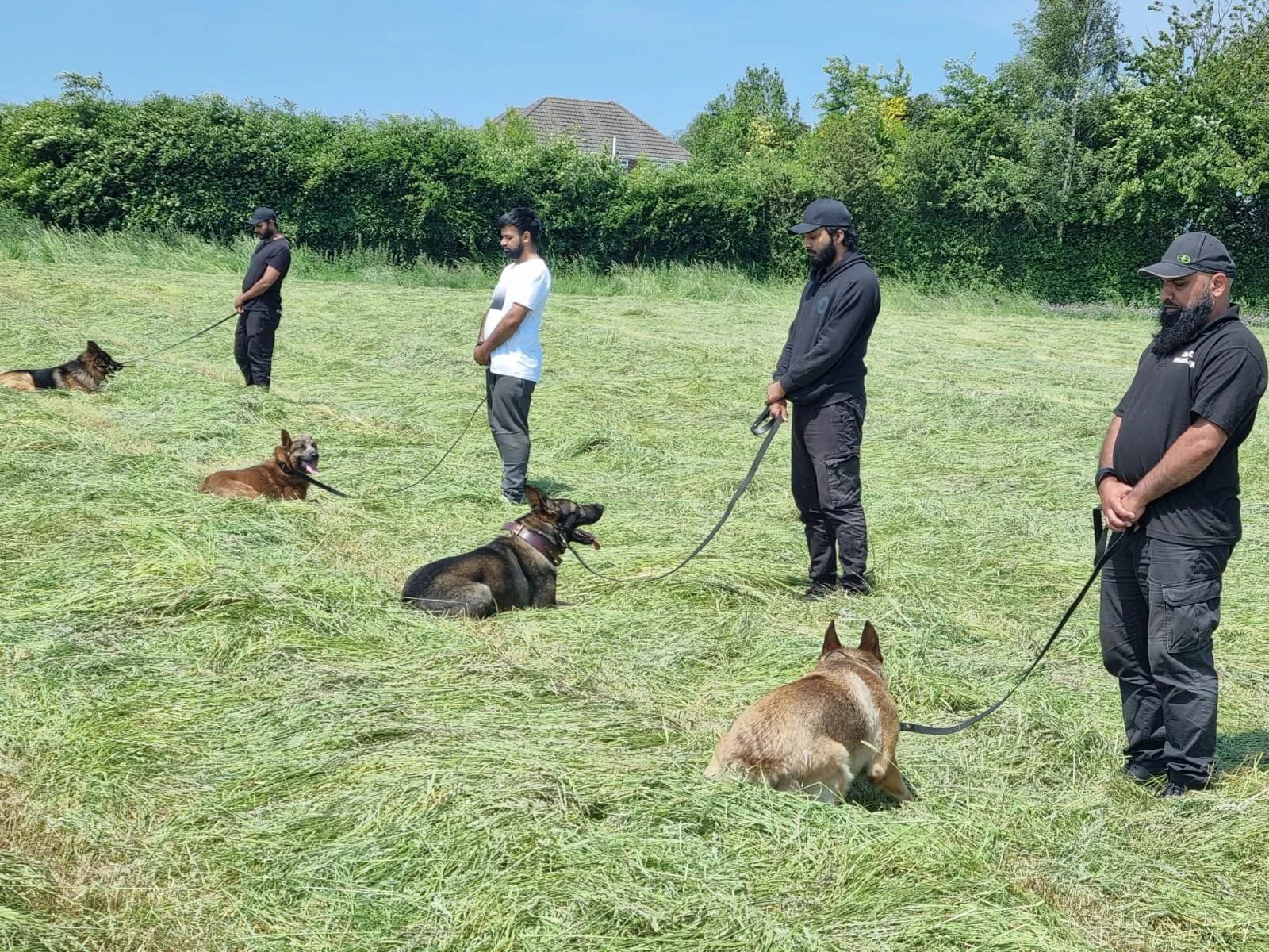 Four handler with dogs in a grassy field, practicing with German Shepherds and Belgian Malinois in sunny weather.
