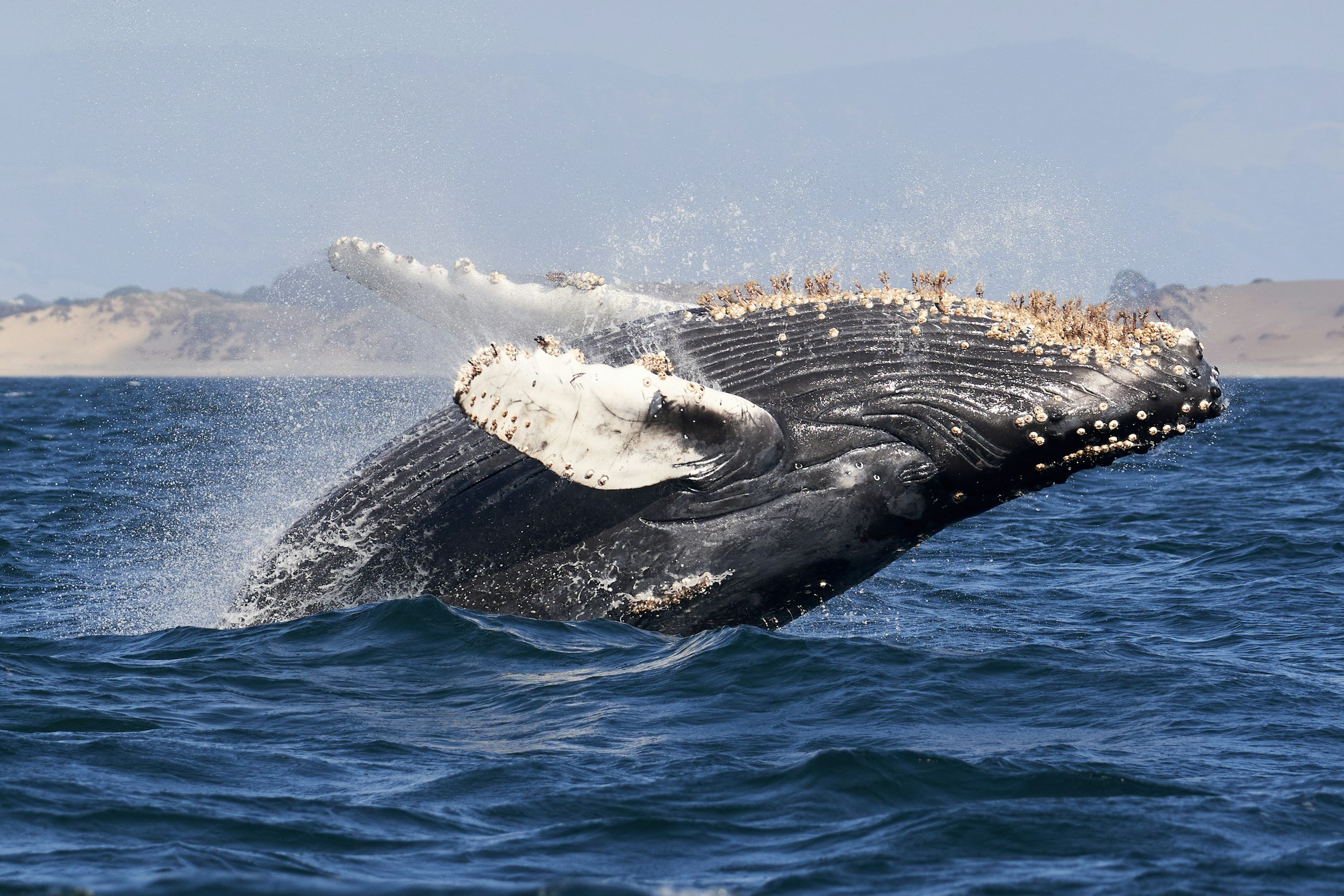A humpback whale breaching the surface of the ocean, with water spraying around it and a distant shoreline in the background.
