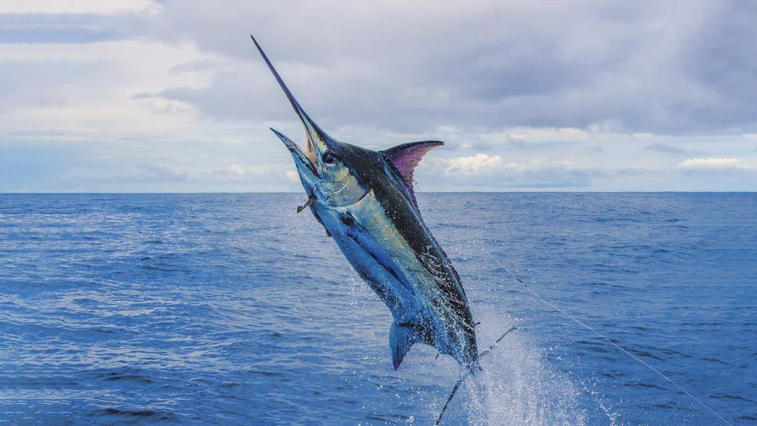 A marlin jumping out of the water with a fishing line attached.