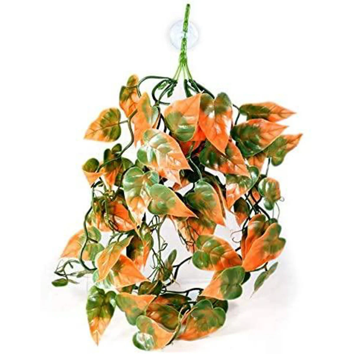 Pangea Plants- Orange