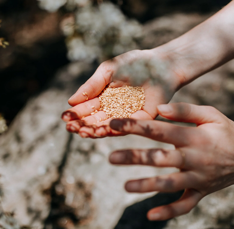 Person holding sesame seeds outdoors, with dirt and rocks nearby.