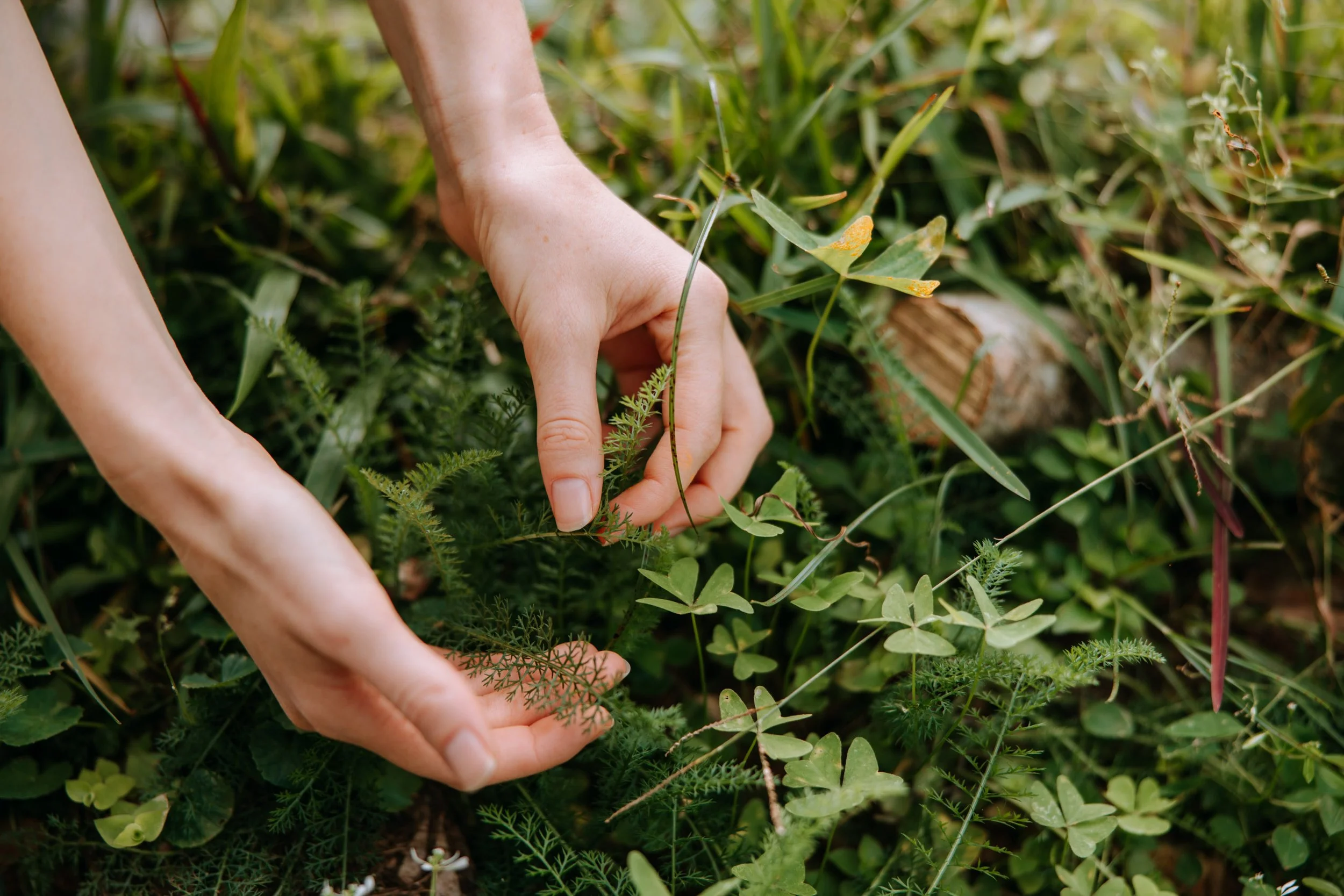 Person's hands tending to small green plants and clovers in a lush garden.
