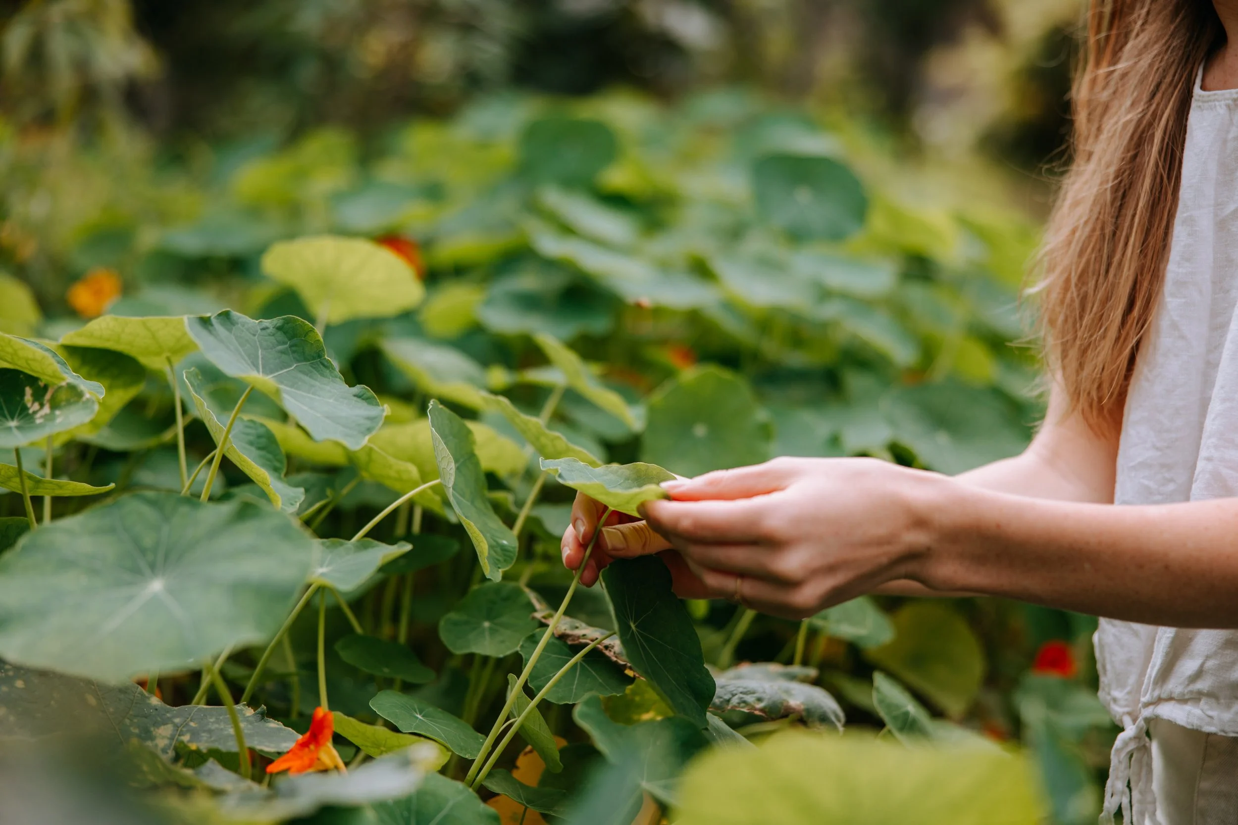 A woman with long hair in a white top inspecting green leaves and orange flowers in a lush garden.
