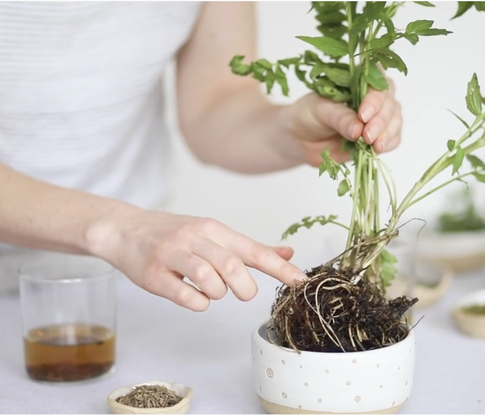 Person pointing at roots of a potted herb plant, with other small bowls of herbs and liquids nearby.