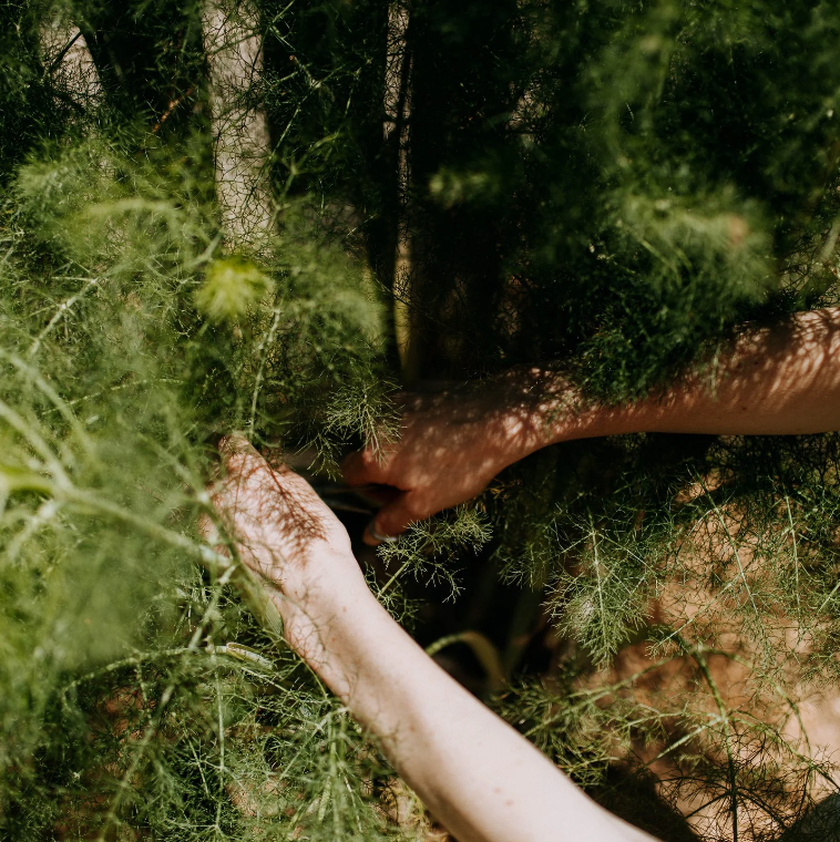 Two hands reaching through green plants and foliage in a natural outdoor setting.