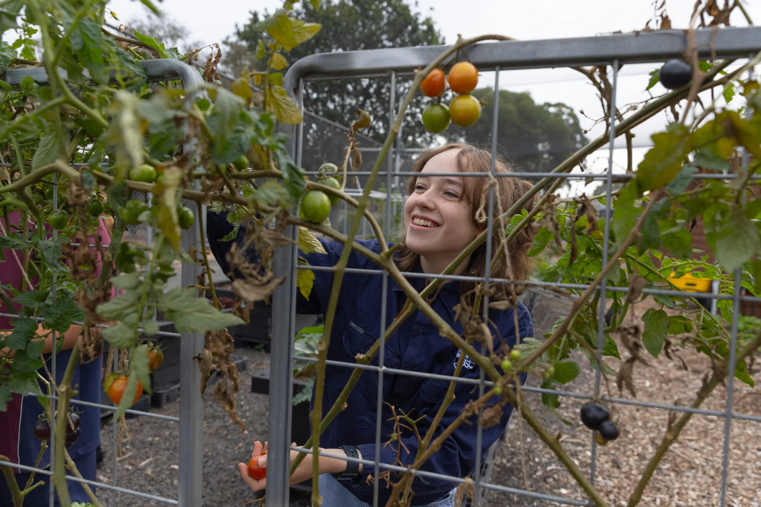 Farm picking tomatoes.jpg