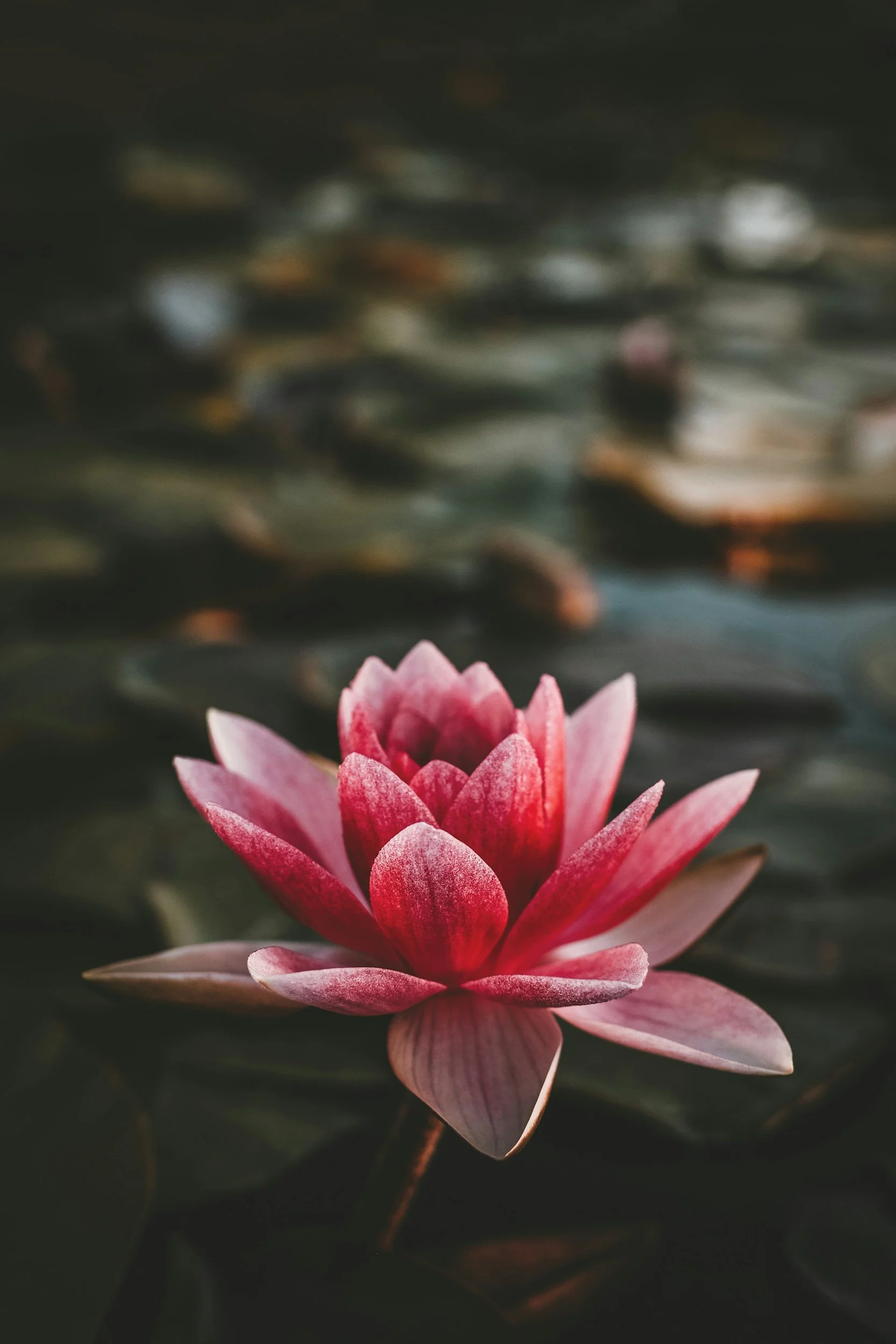 Close-up of a pink water lily floating on dark water with green lily pads in the background.