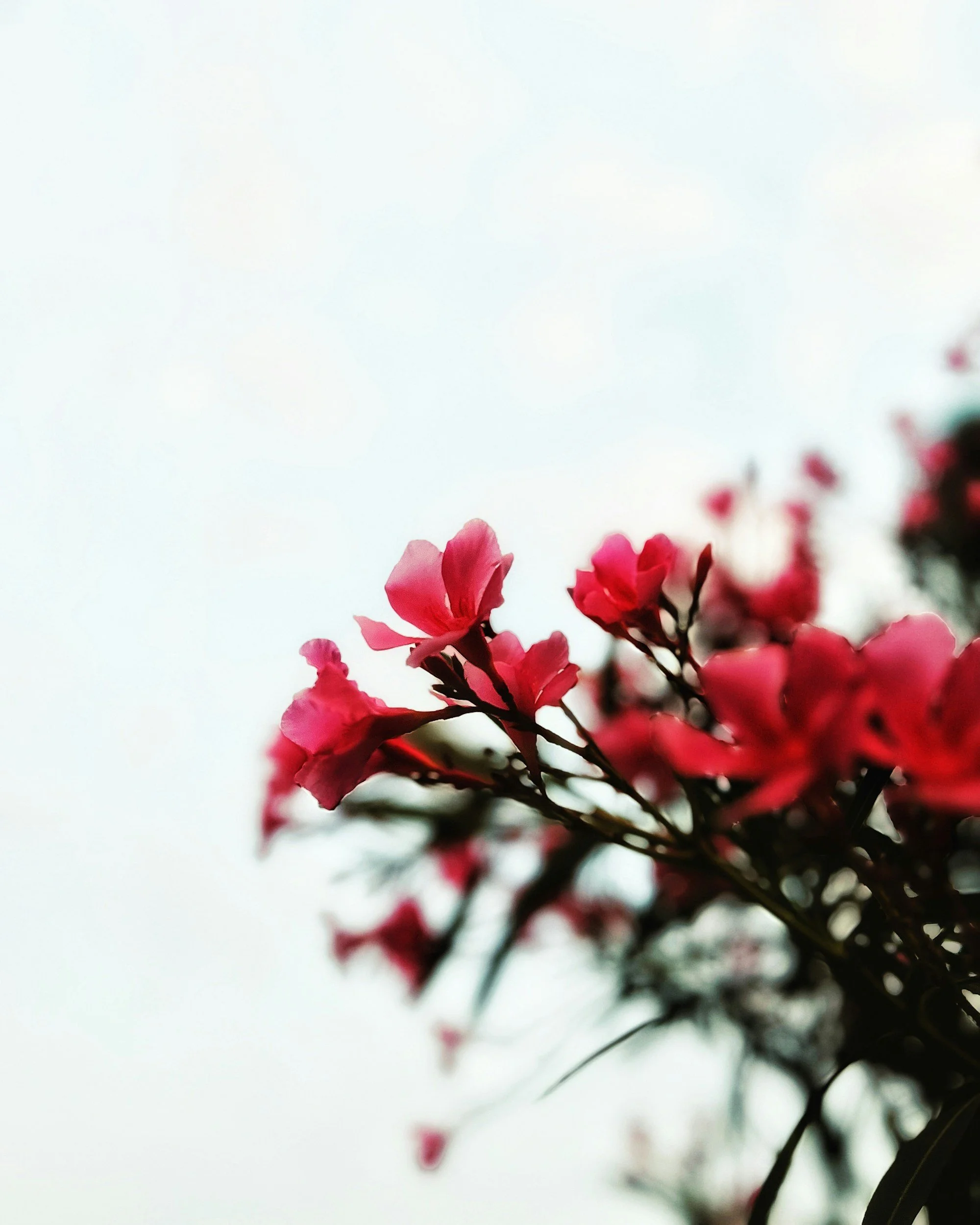 Calming red flowers on the review section for Shadan Mosavat clinical counselling.