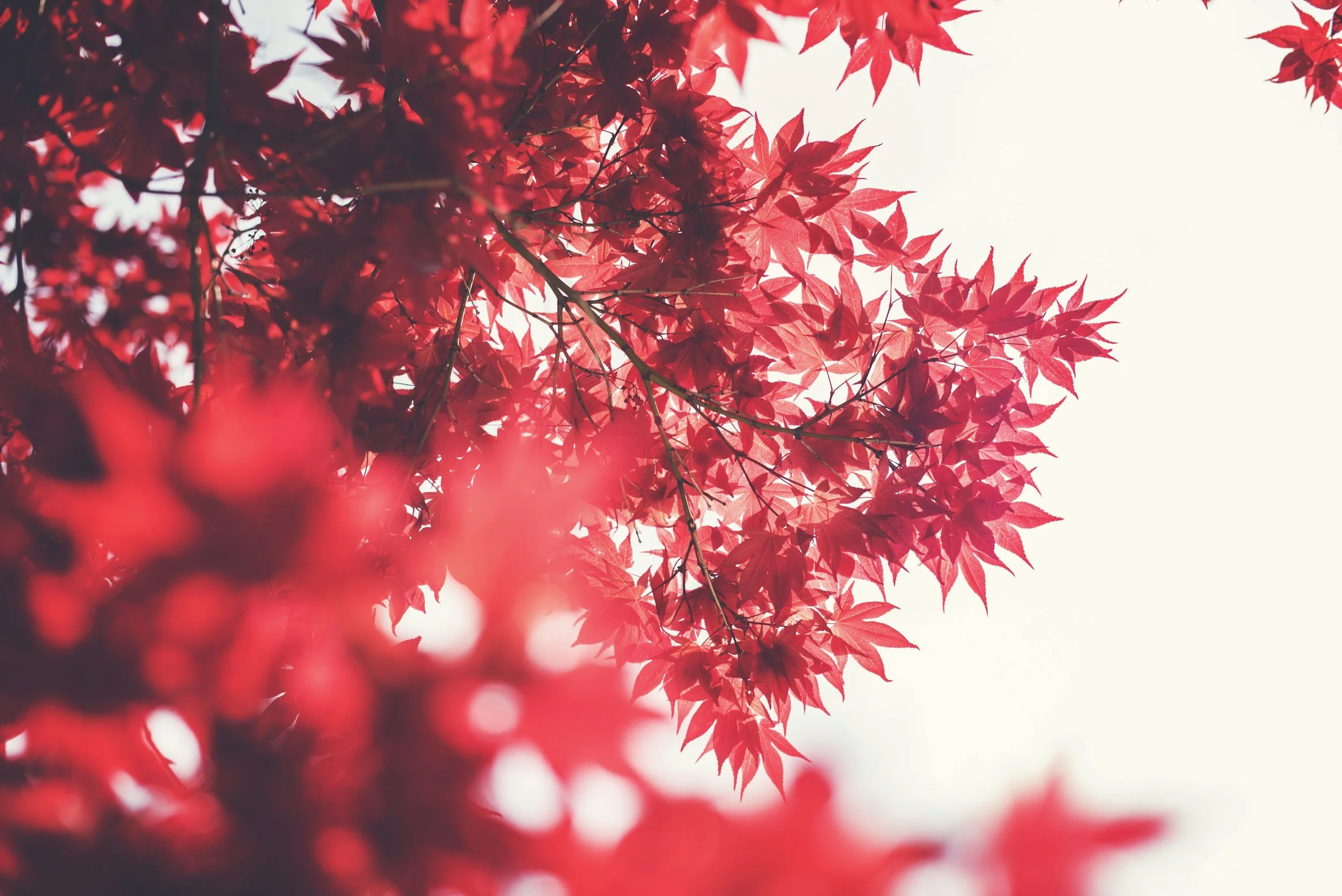 Peaceful red leaves on a client review for Shadan Mosavat clinical counselling.