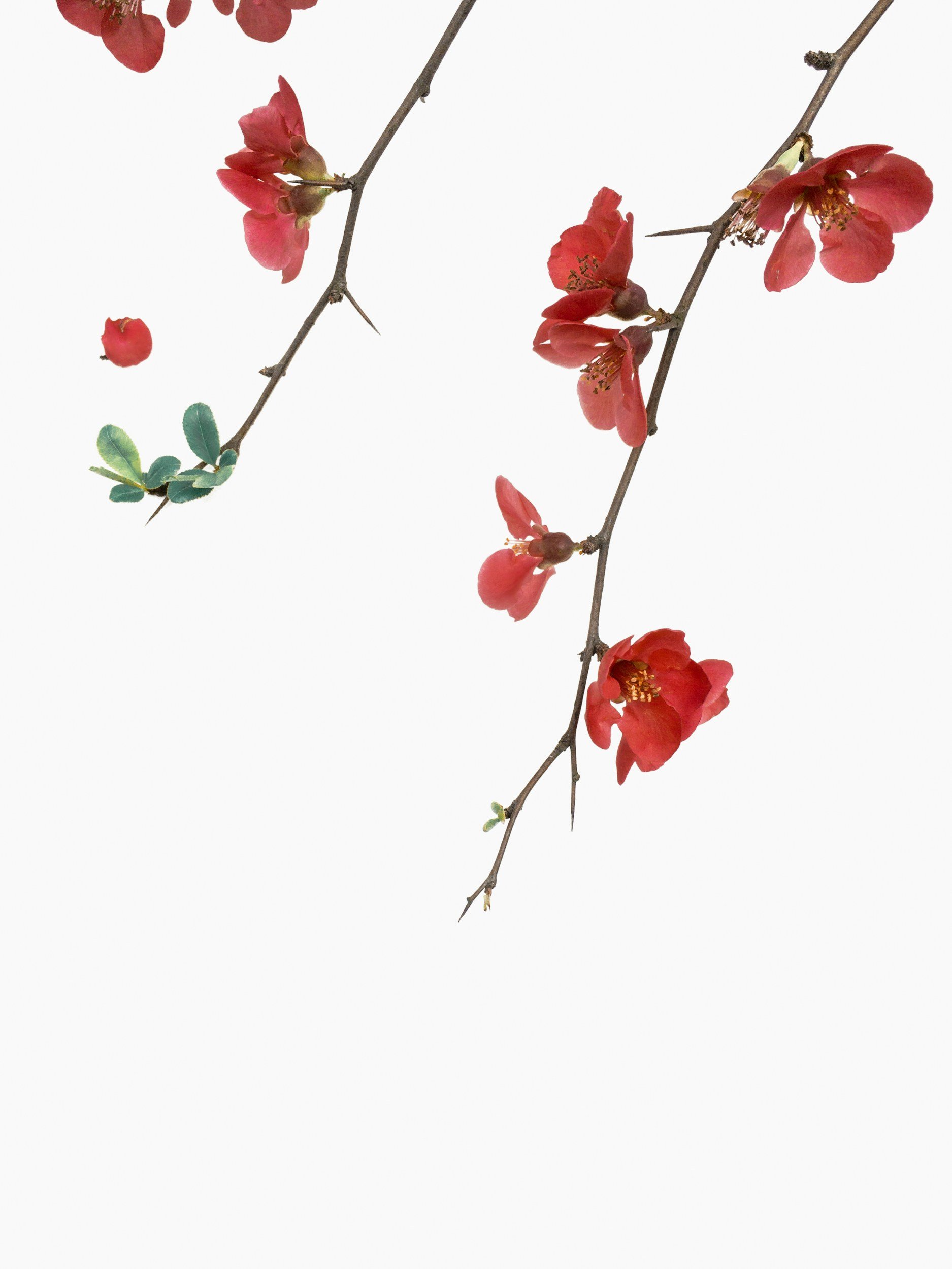 Delicate red blossoms on a client review for Shadan Mosavat clinical counselling.