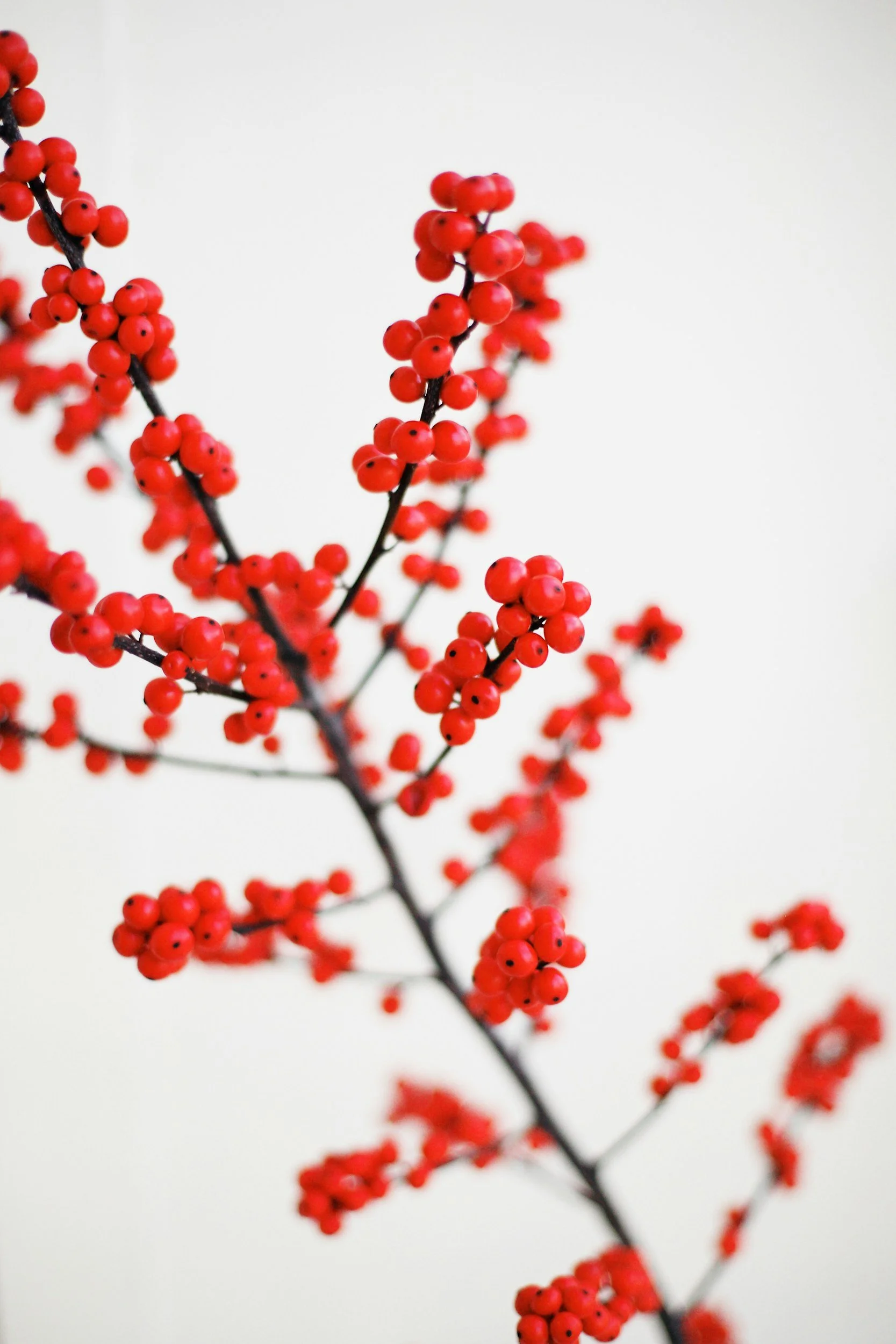 A delicate branch with red berries on a client review for Shadan Mosavat counselling.