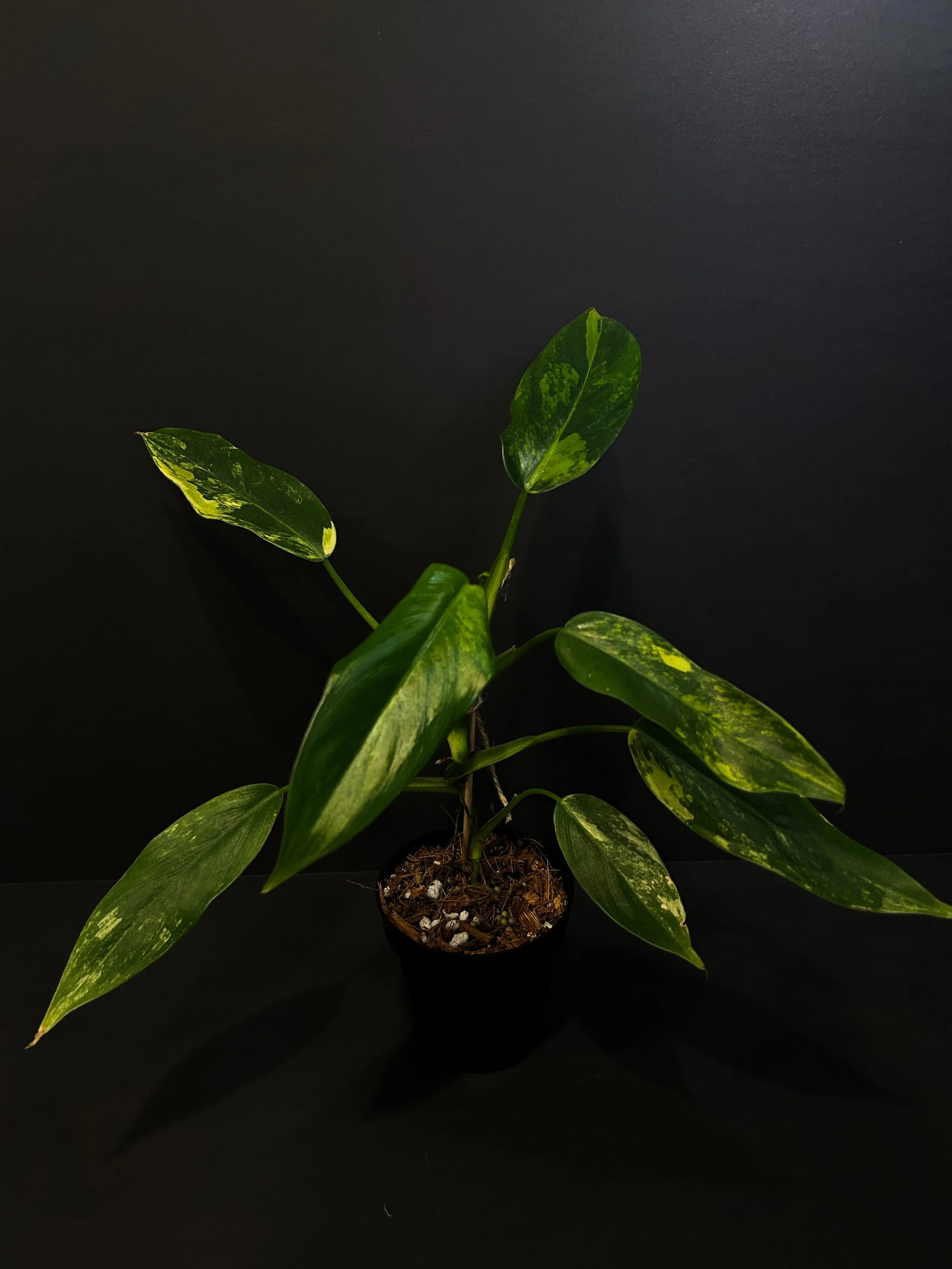 Philodendron Domesticum