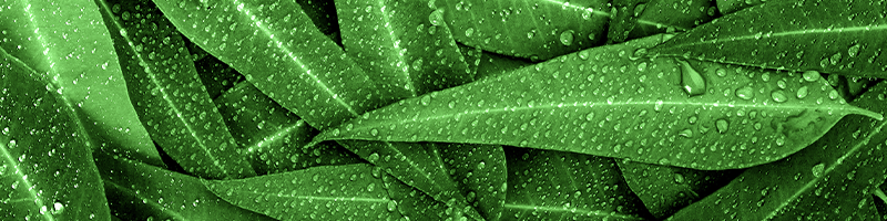 Eucalyptus Desktop.png