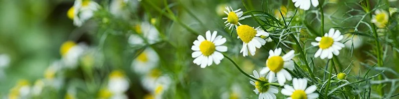 800x200-roman-chamomile-clamer.jpg