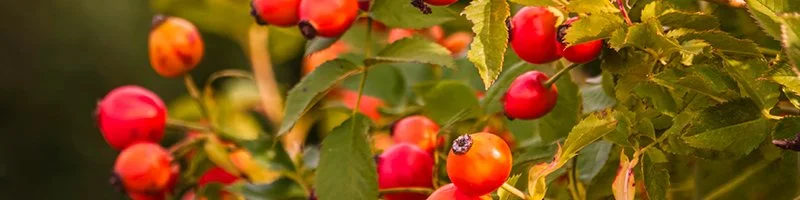 800x200-rosehip.jpg
